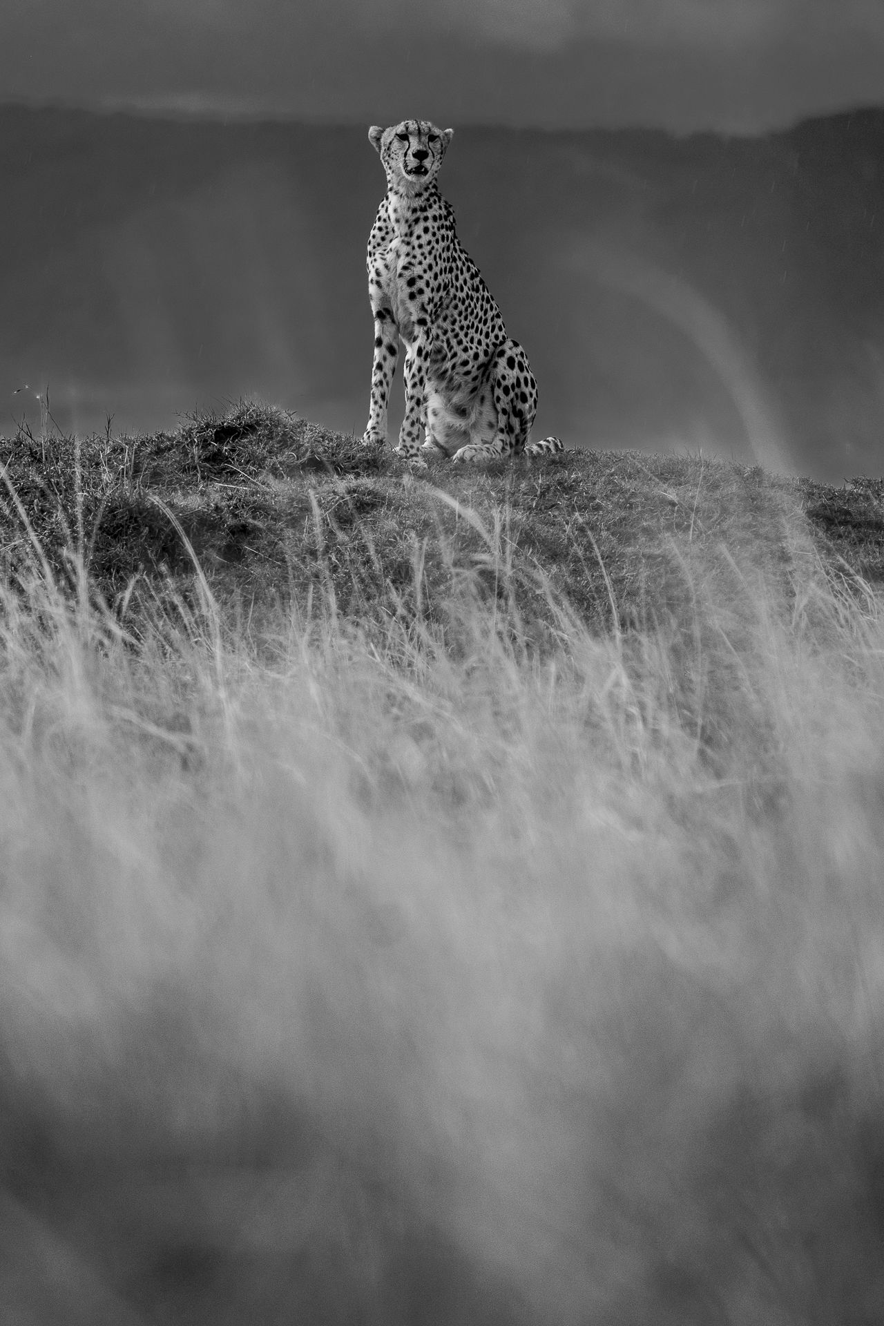 Black and white image of cheetahs sitting in tall African grassland.