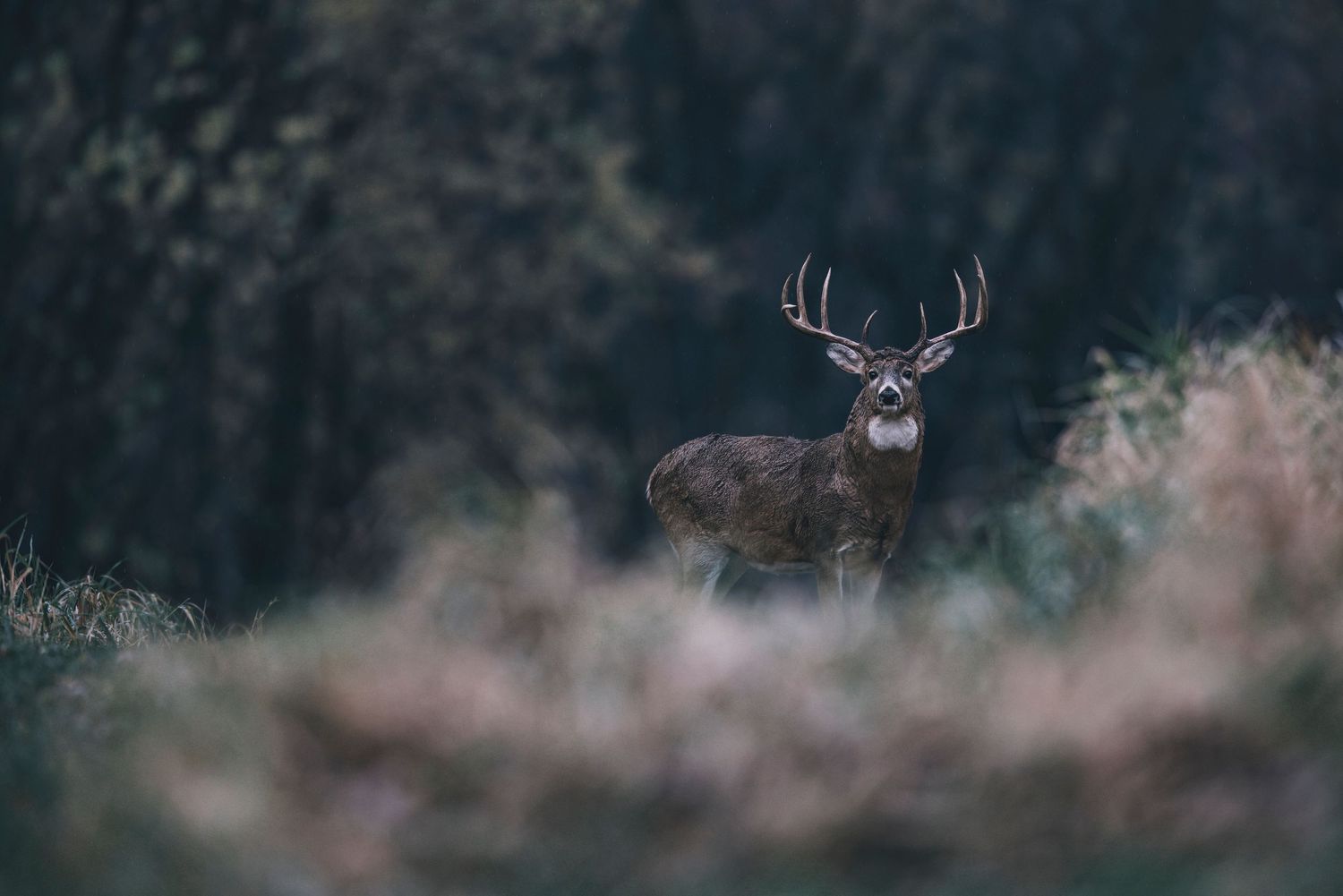 Majestic buck deer standing alert in misty forest undergrowth.
