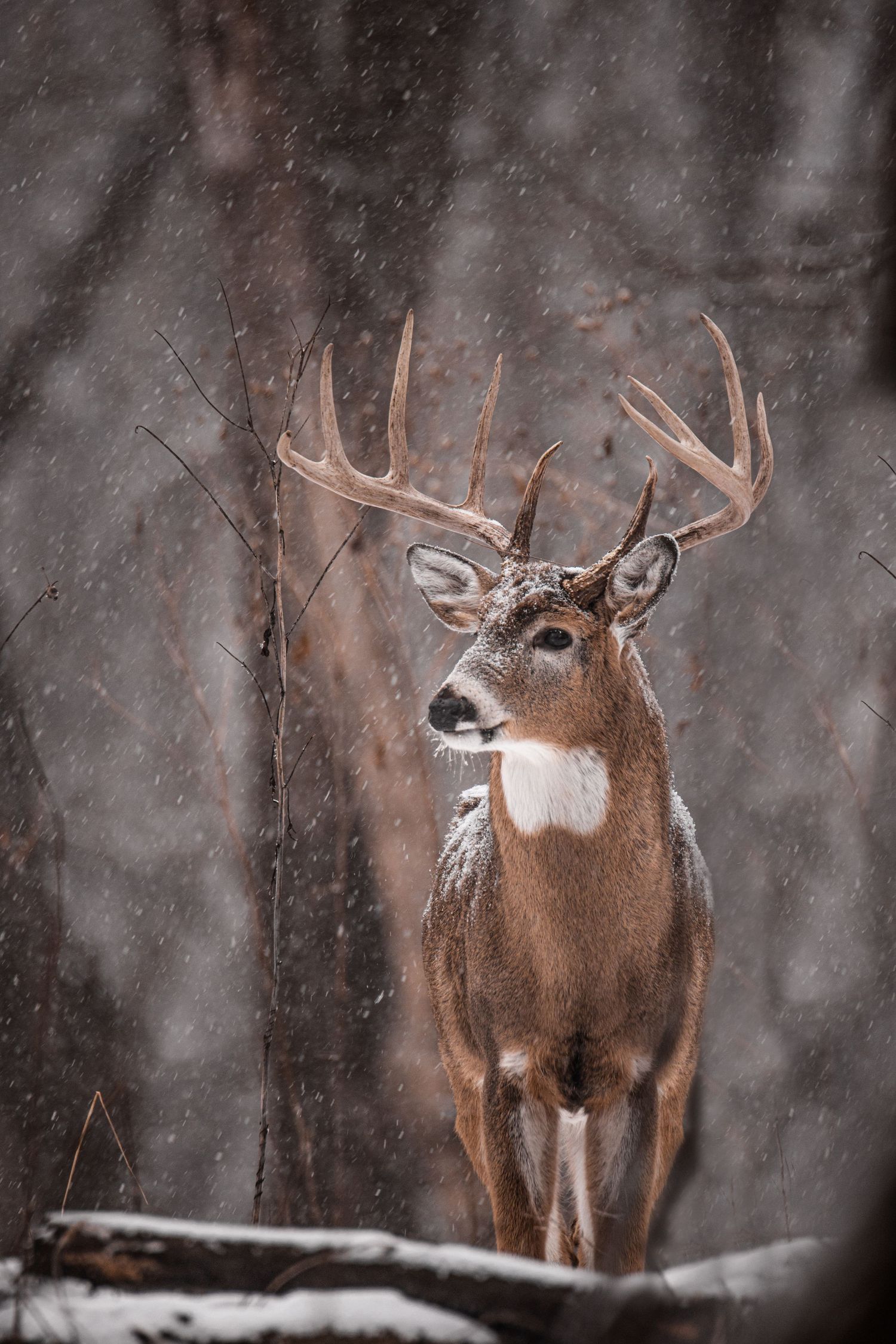 Majestic white-tailed buck standing in snowy forest during winter storm.