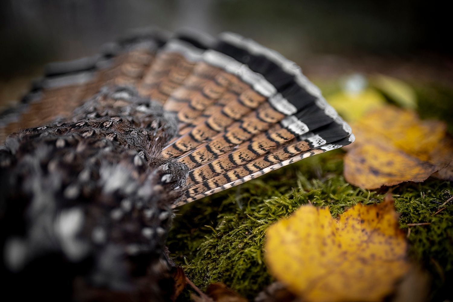 Close-up of feathers with water droplets on moss and fallen leaves.