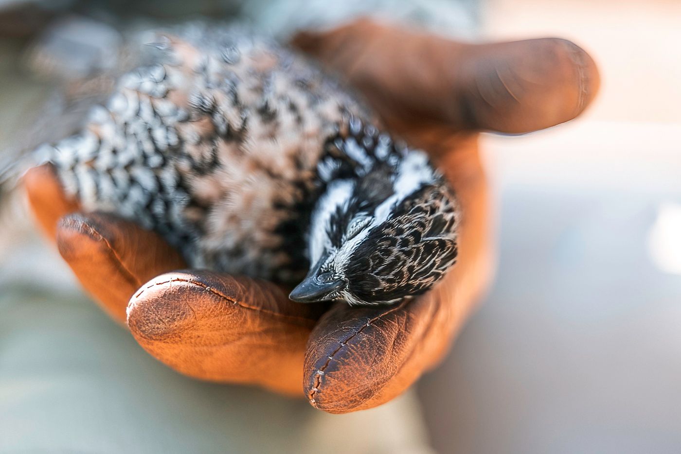 Close-up detail of bird feathers with soft focus and warm lighting.