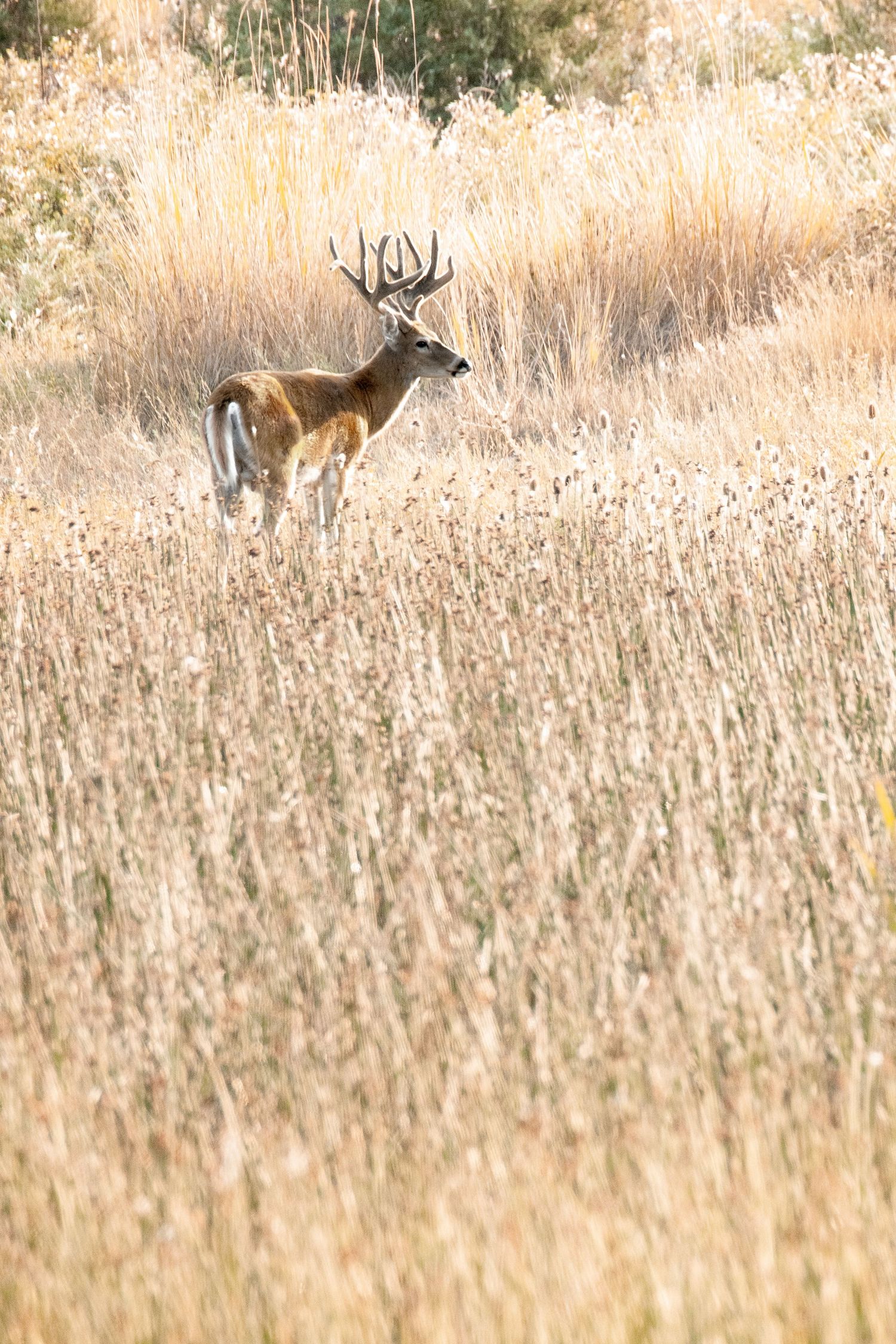 A white-tailed deer stands alert in a golden field of tall grass during autumn.