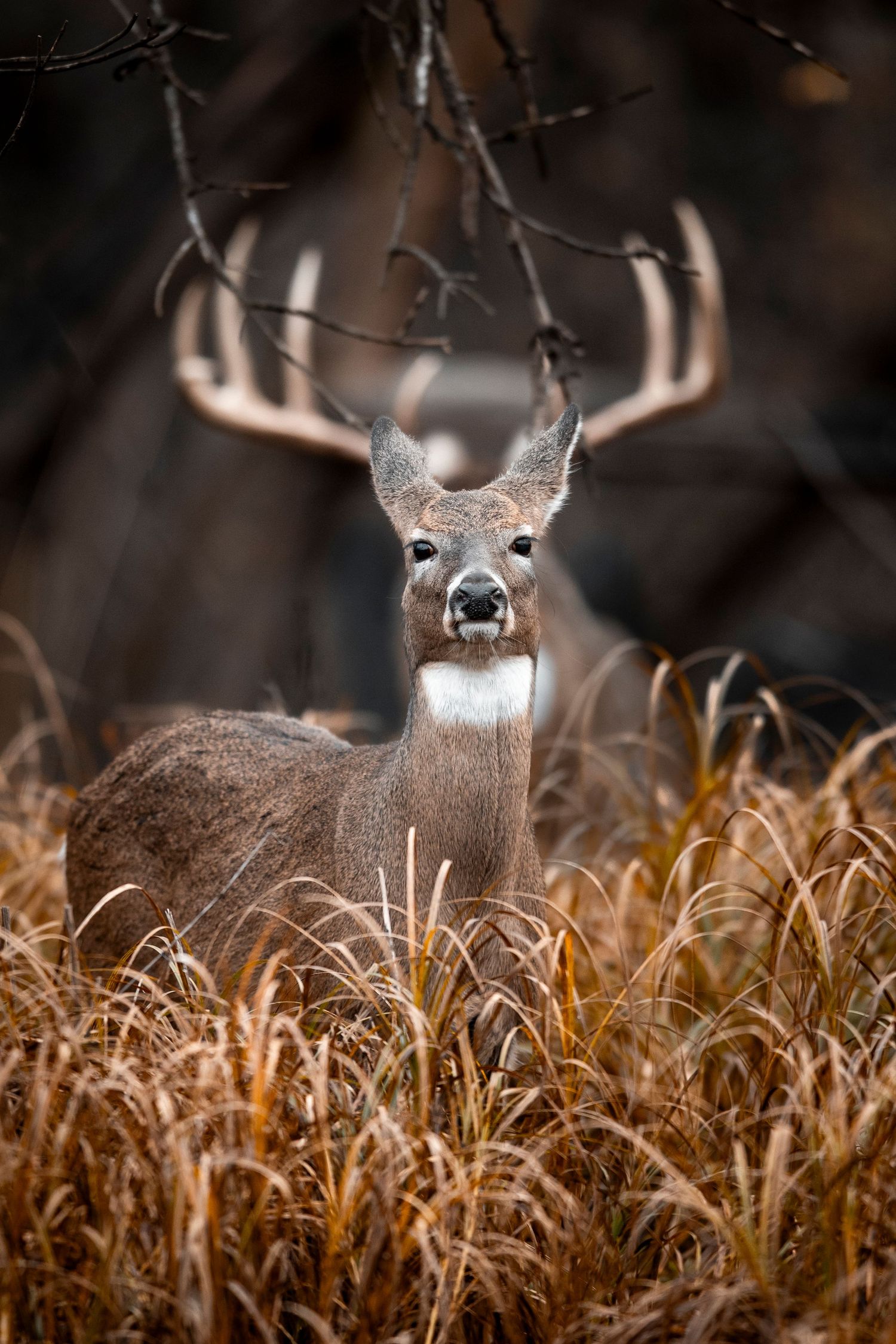 Alert whitetail deer stands watchfully in autumn grass with antlers visible against dark background.