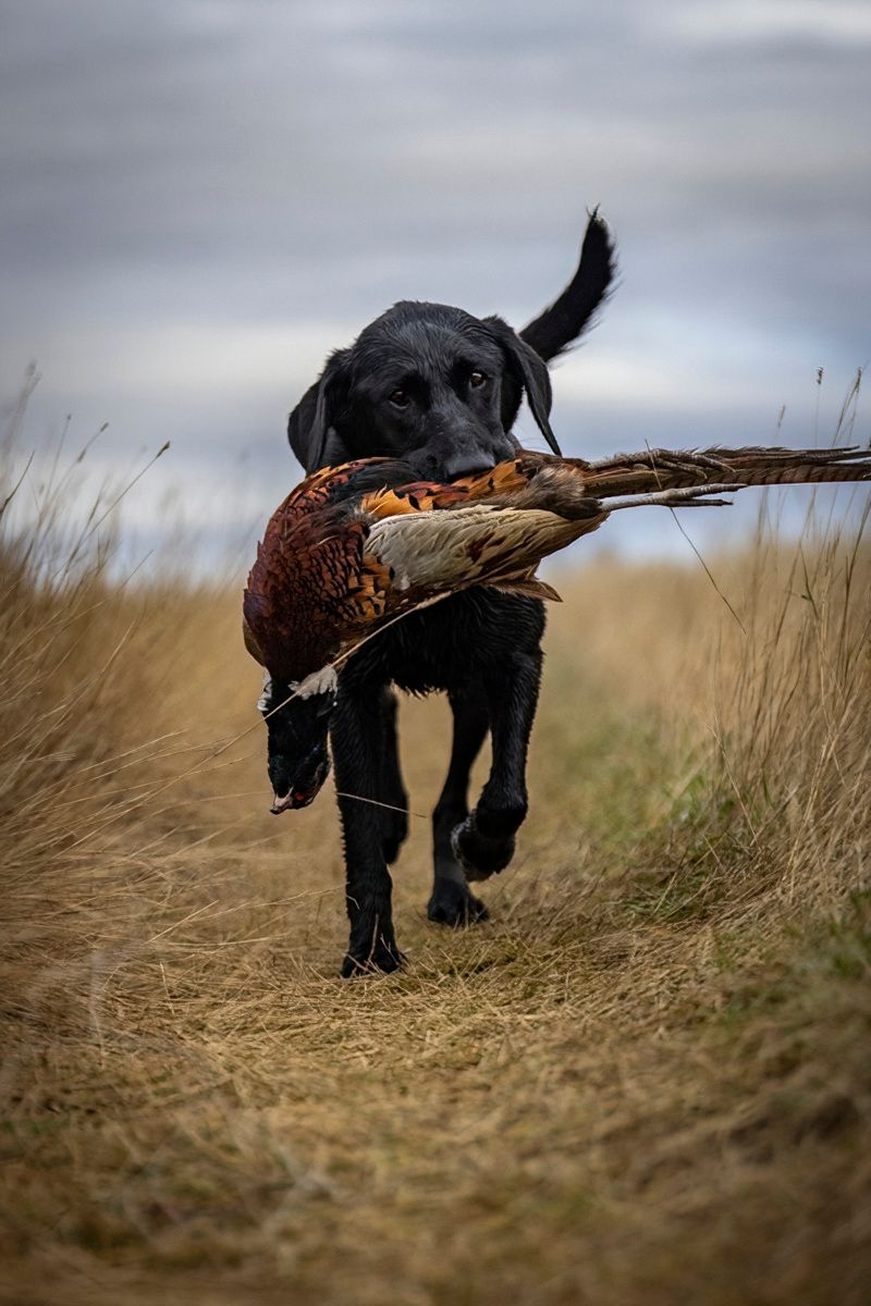 Black hunting dog retrieving pheasant through tall grass field.