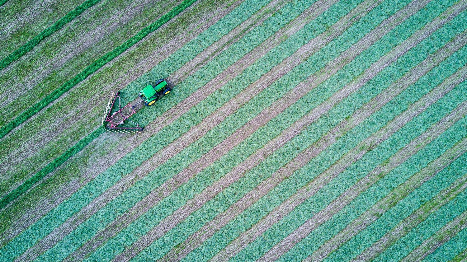 Aerial view of parallel agricultural crop rows creating geometric patterns in green fields.