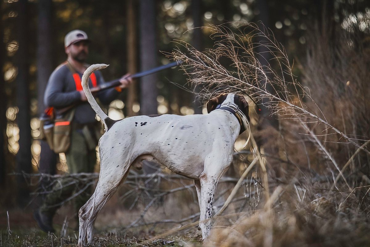Hunting scene with dog and hunter in autumn forest landscape.