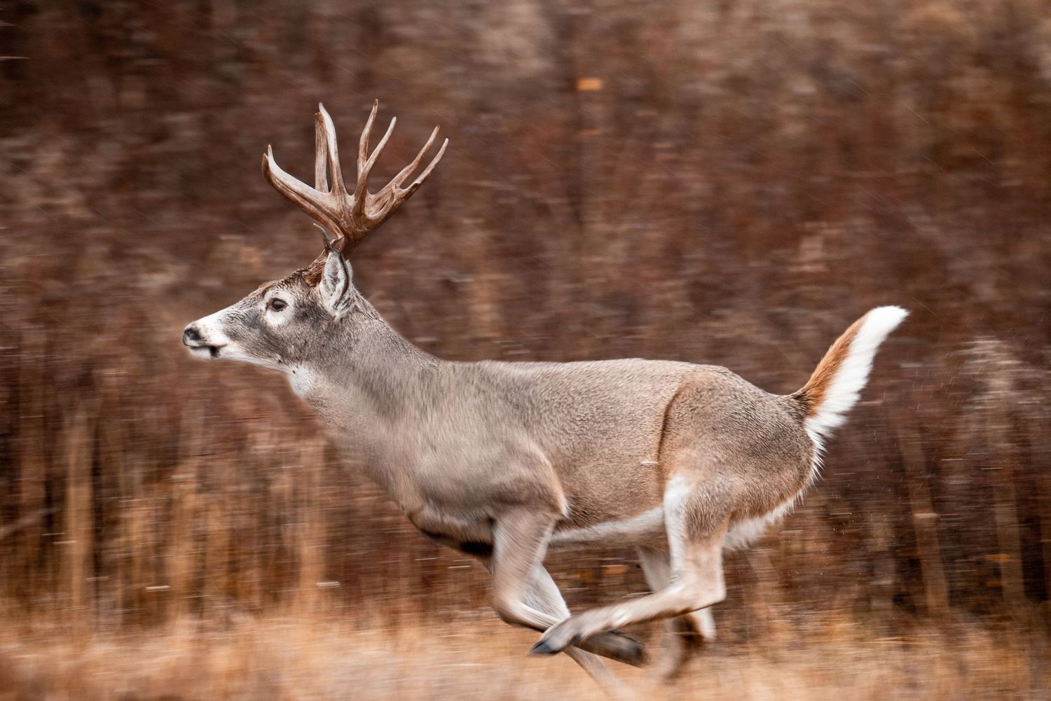 White-tailed buck with impressive antlers running through brown autumn forest.