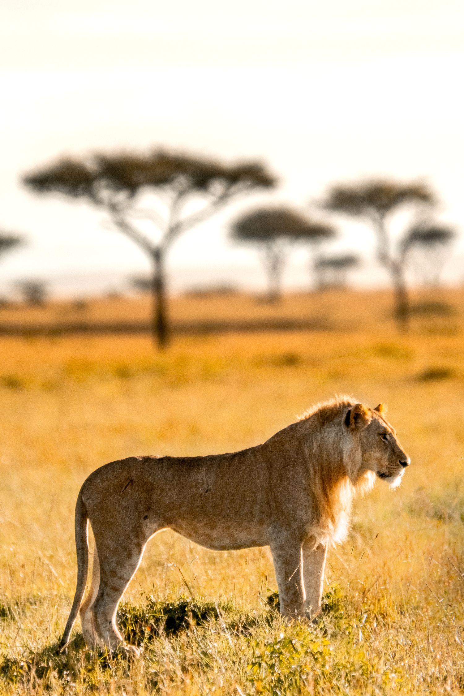 Lioness through golden savanna grass at sunset with acacia trees in background.