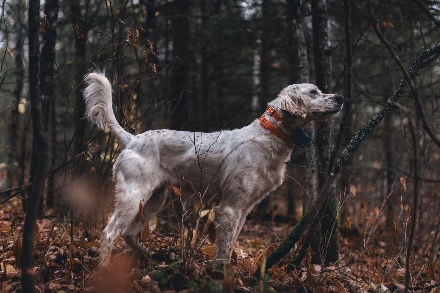 White dog with orange collar stands alert in autumn forest.