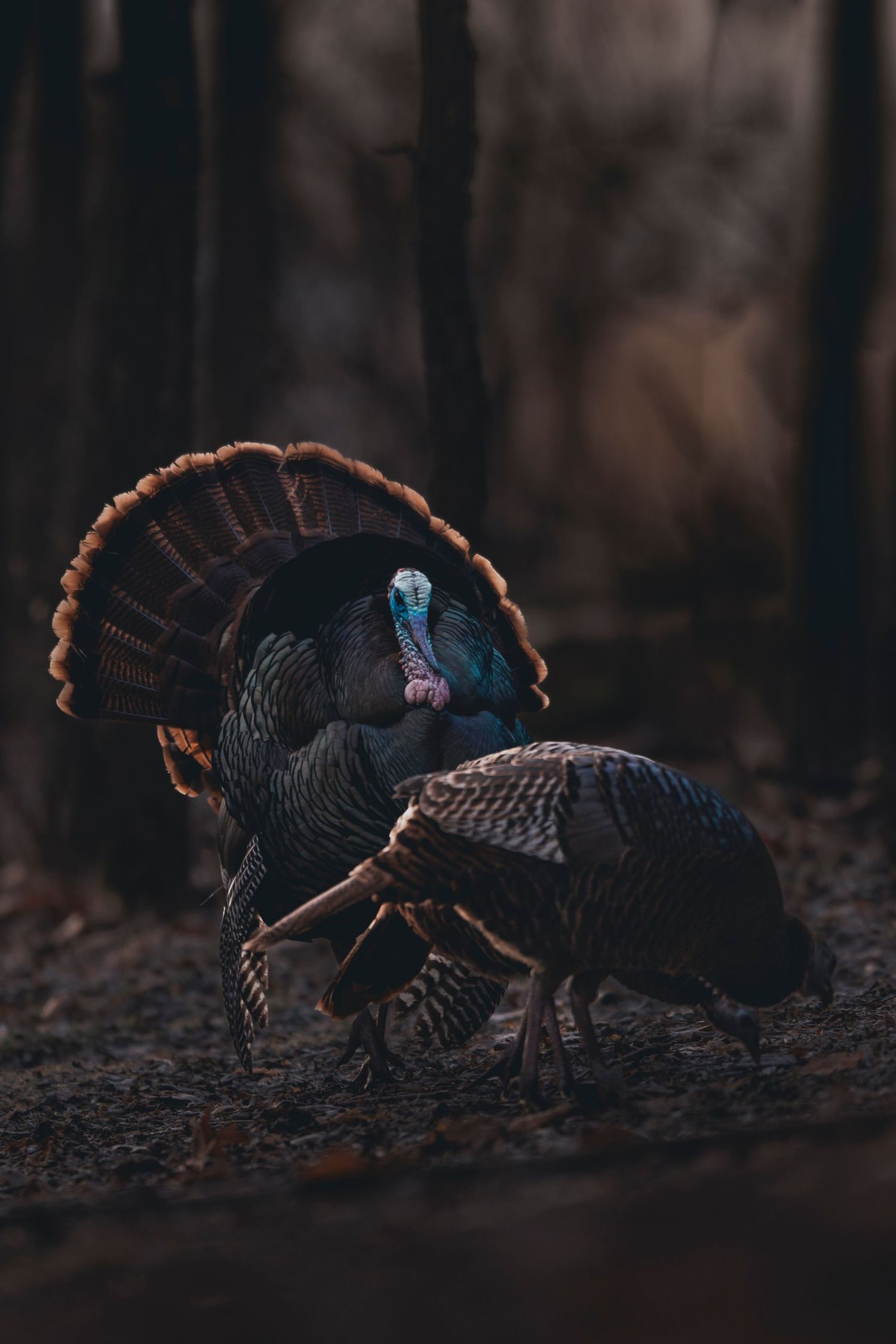 Two wild turkeys displaying their feathers in a dark moody forest setting.