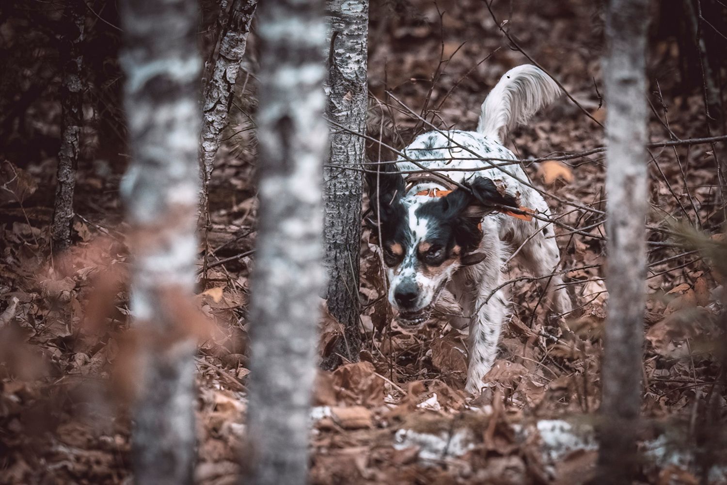 Hunting dog searches through autumn forest with fallen leaves and birch trees.