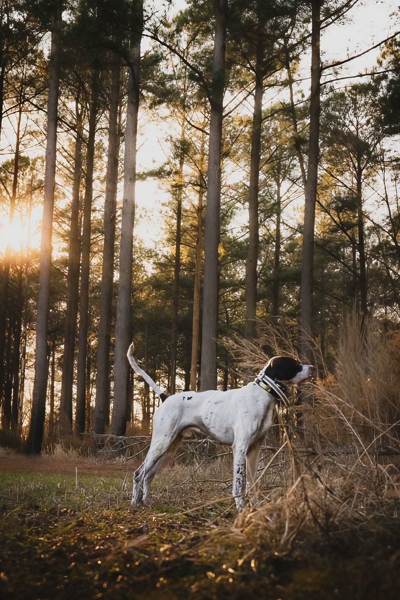 White spotted hunting dog exploring pine forest during golden hour.