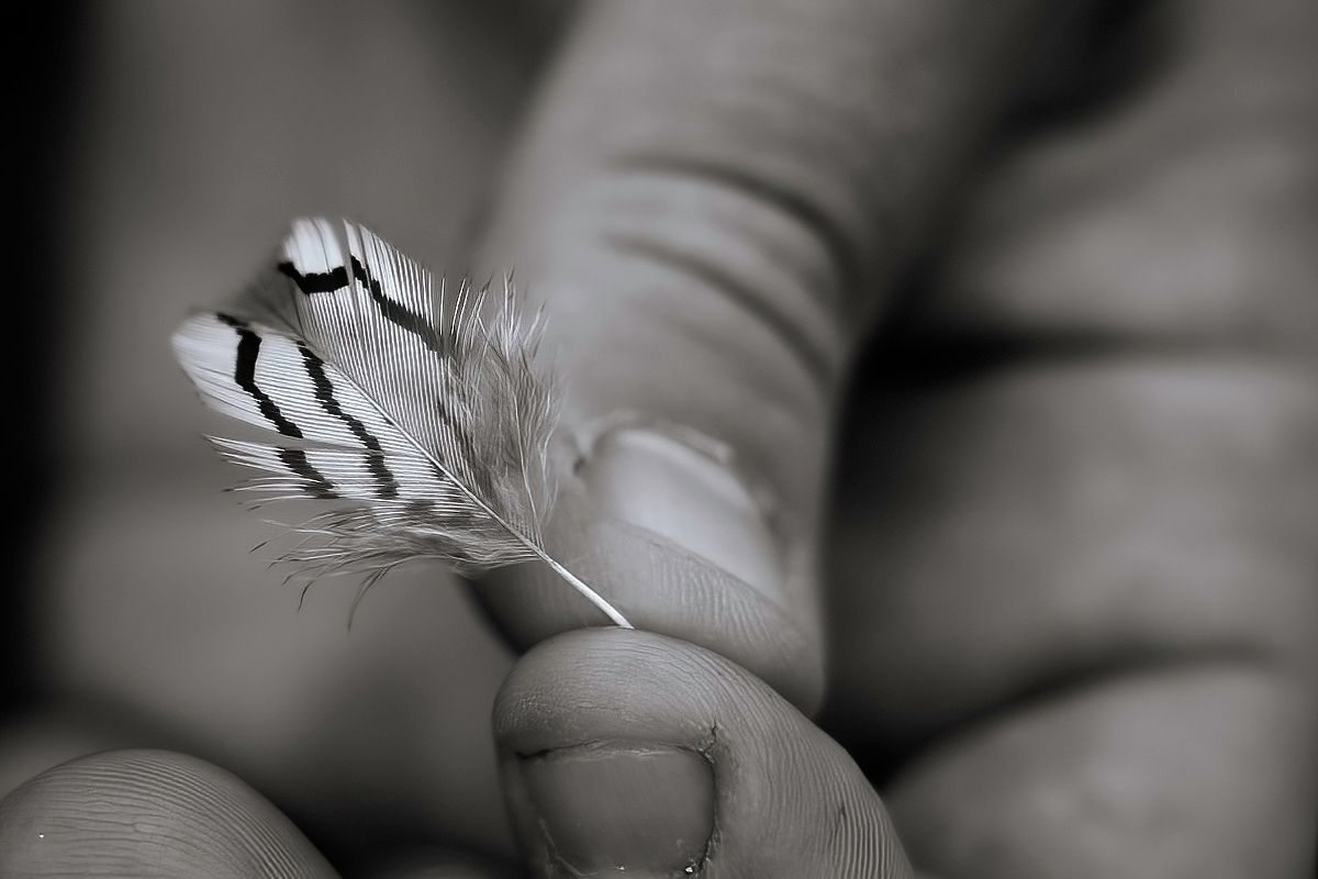 Macro shot of feathers showing delicate barbs and intricate natural patterns.