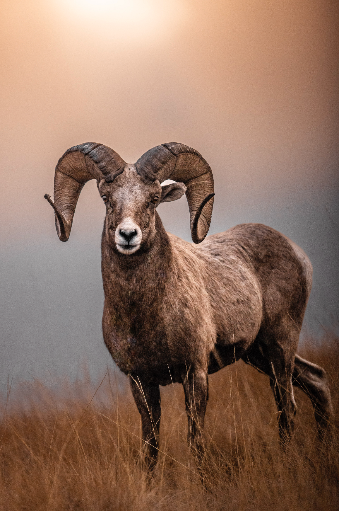Bighorn sheep with large curved horns stand together in a grassy field during golden hour.