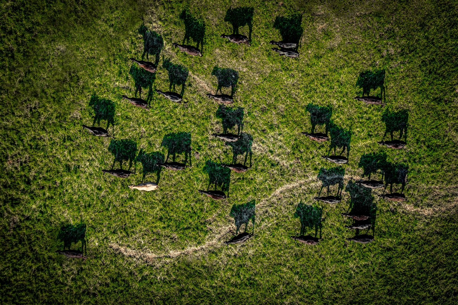 Aerial view of green chairs scattered across a grassy field in a geometric pattern.