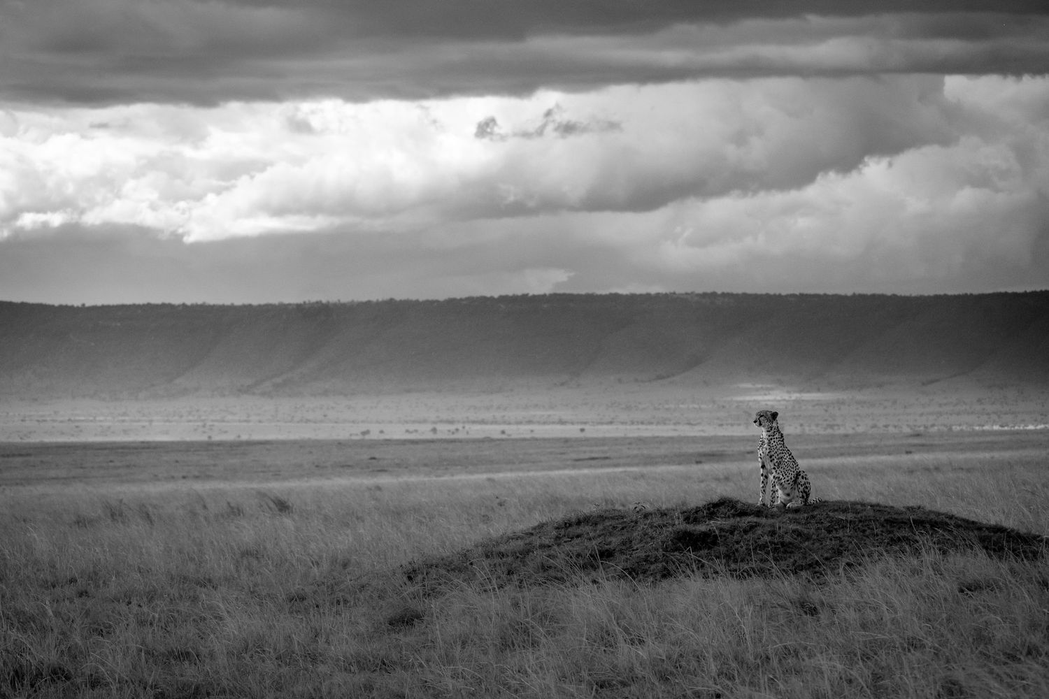 A lone cheetah sits atop a hill overlooking a vast African savanna under dramatic storm clouds.
