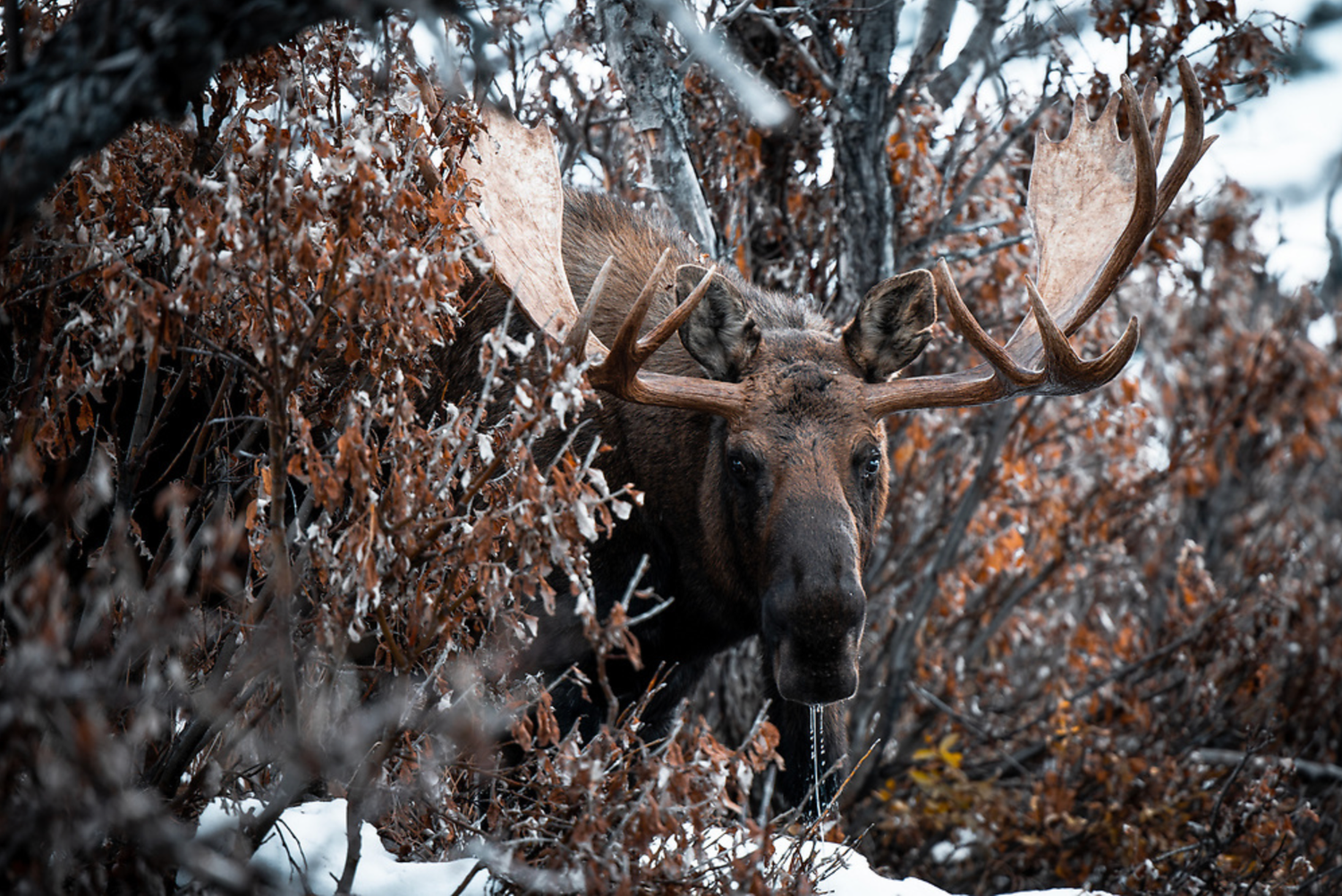 Large moose with impressive antlers photographed in autumn forest setting.