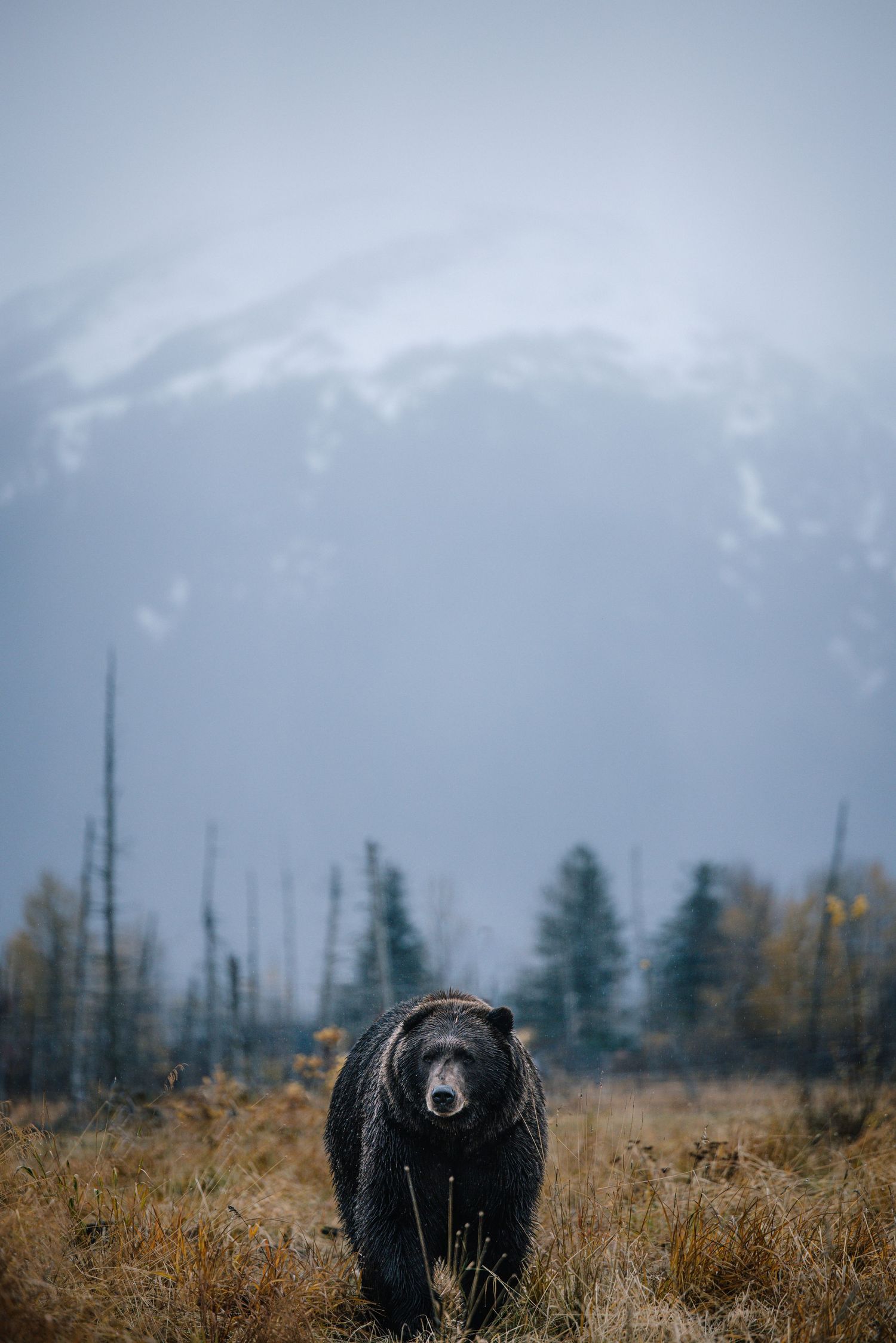 Large bear walks through golden grass field with misty mountains in background.