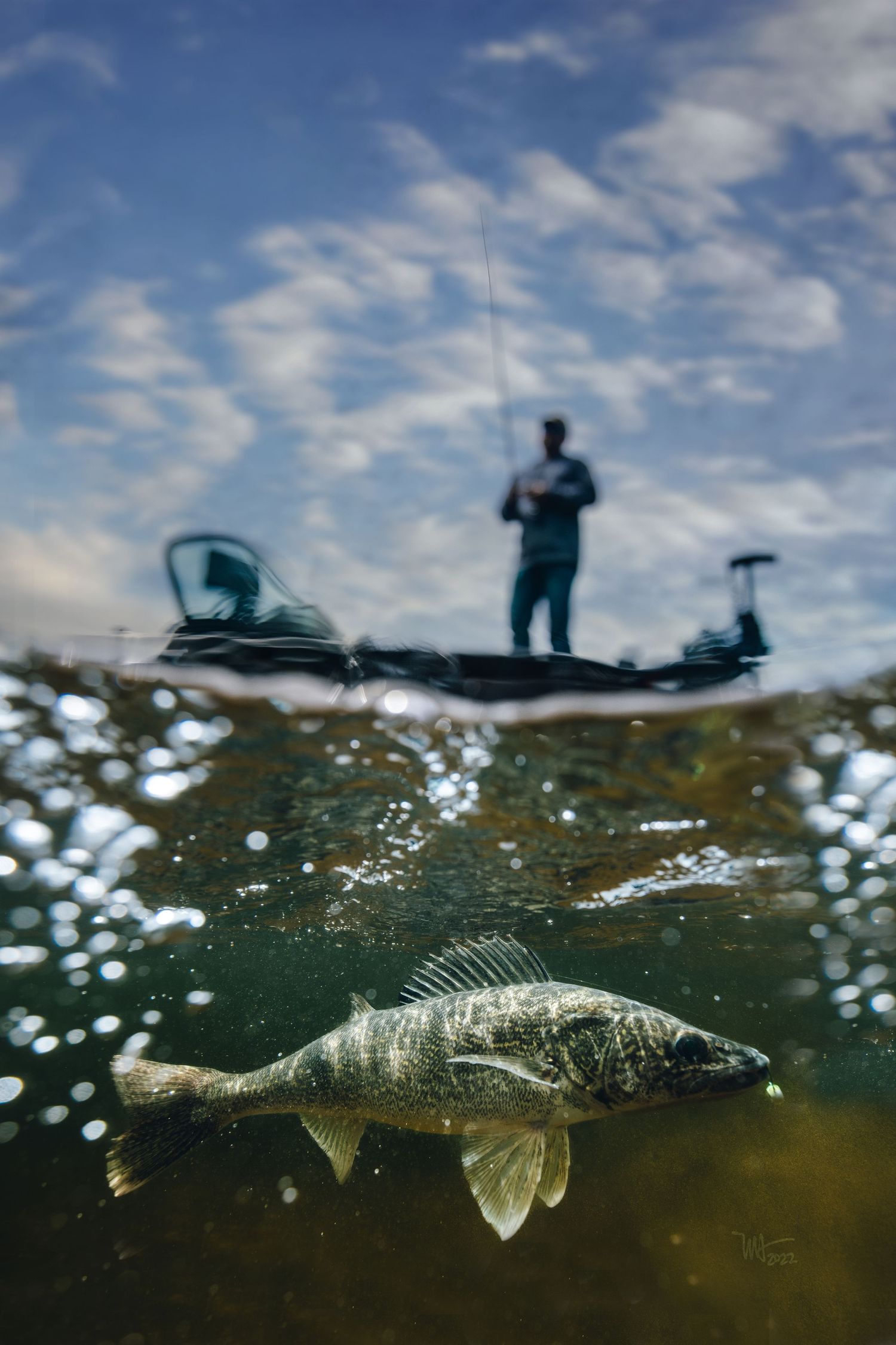 Split-shot photograph of a walleye fish underwater with a boat visible above the surface.