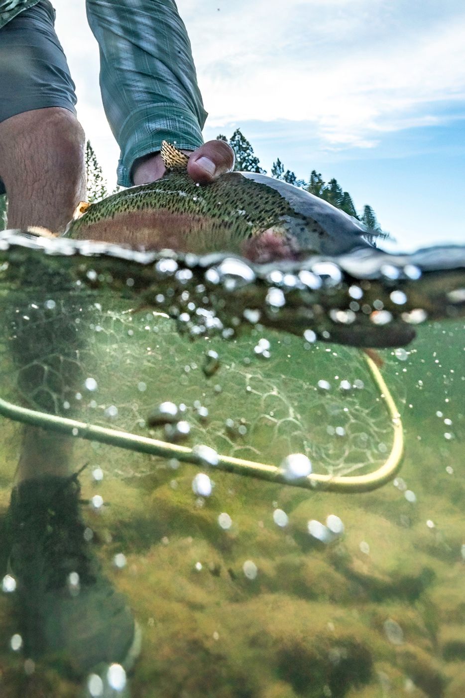 Split underwater view of fly fishing.