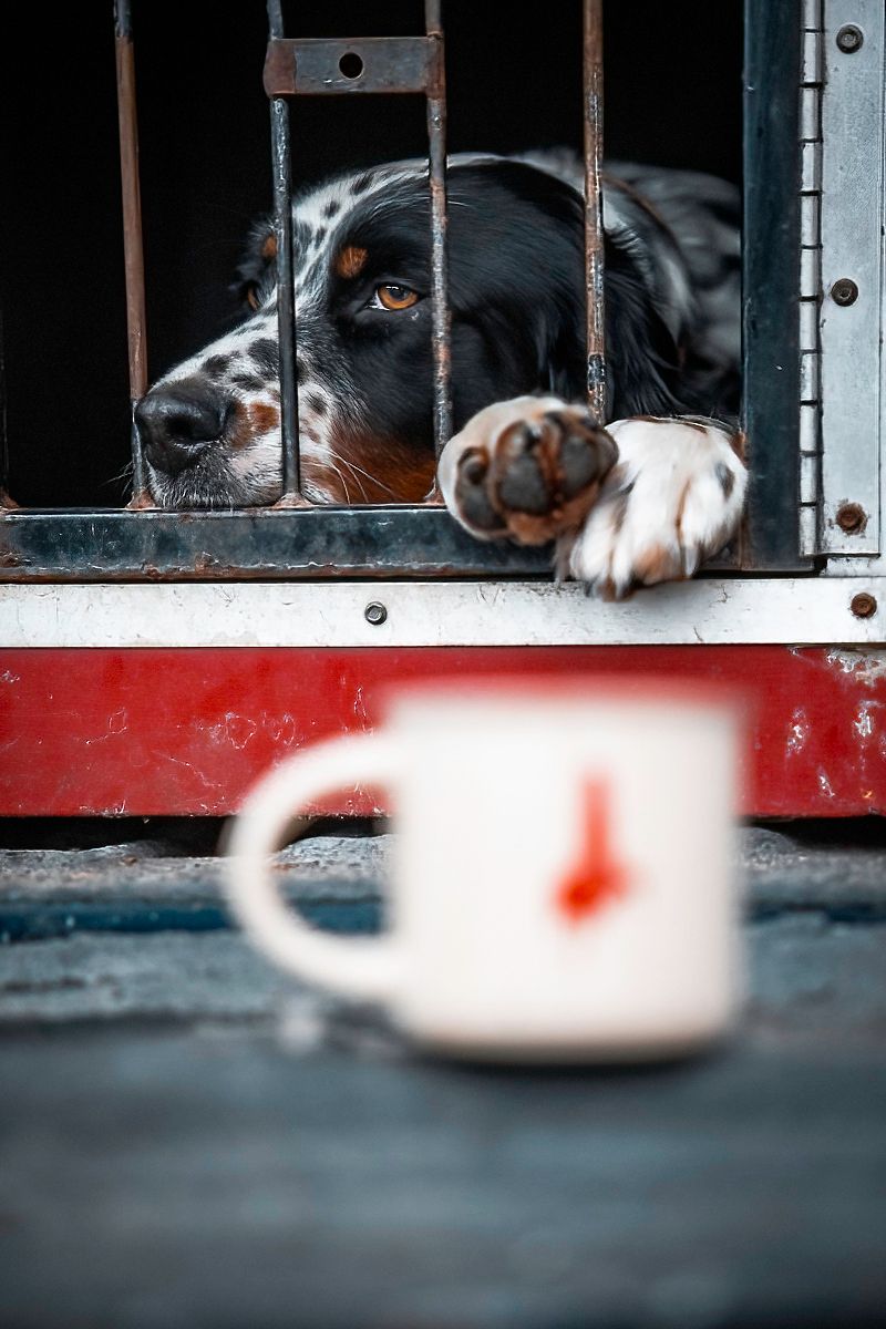 Black and white dog looking through kennel bars with a red coffee mug in foreground.