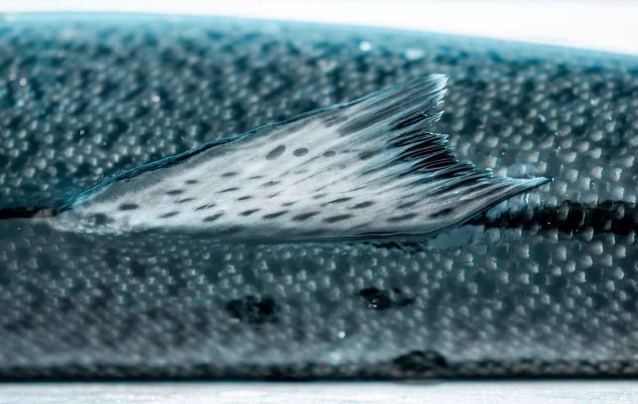 Close-up macro photograph of fish scales showing iridescent blue pattern and texture.