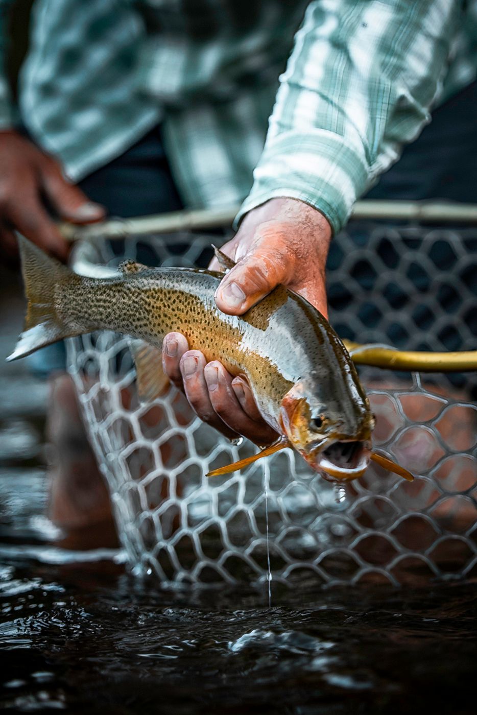 Close-up of caught trout being held over fishing net in river water.