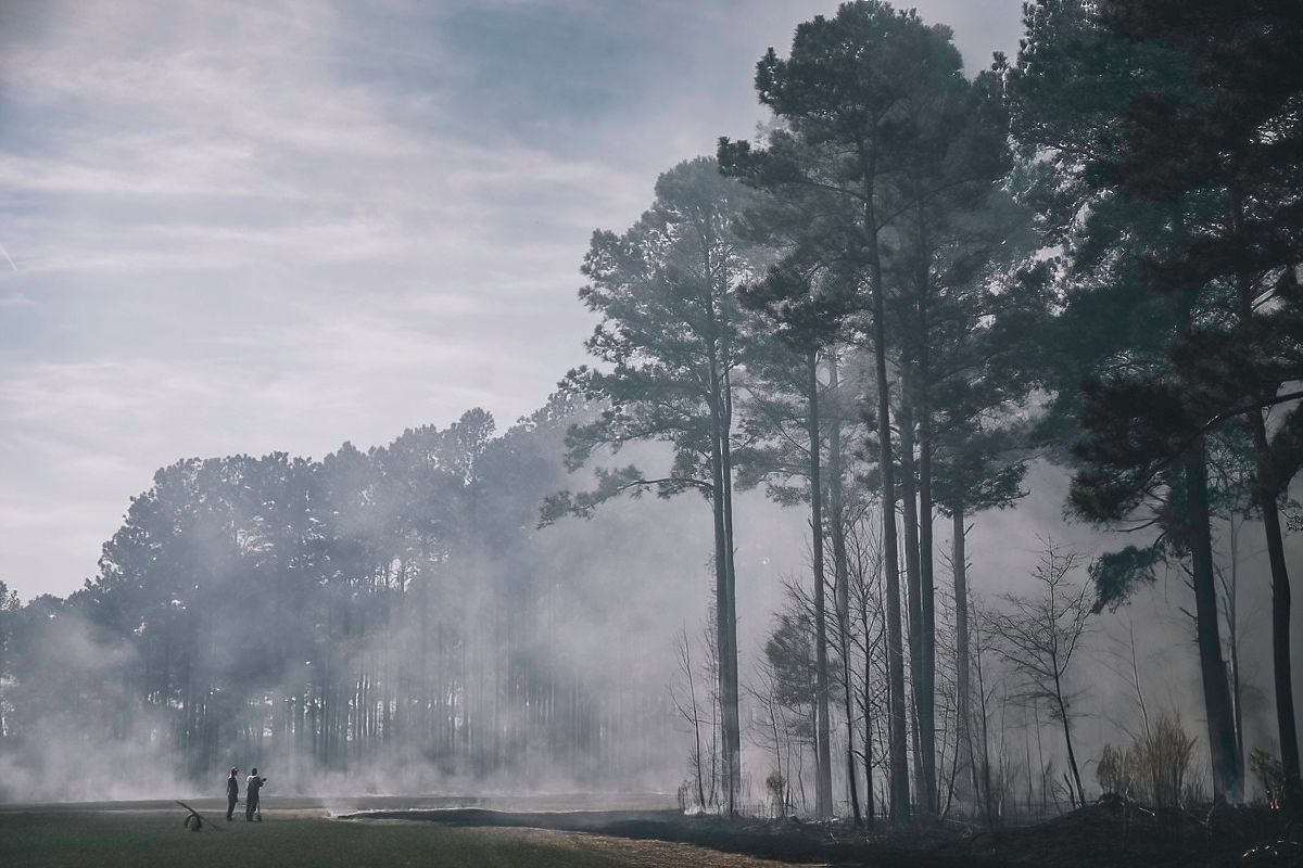 Misty pine forest landscape with silhouetted trees.