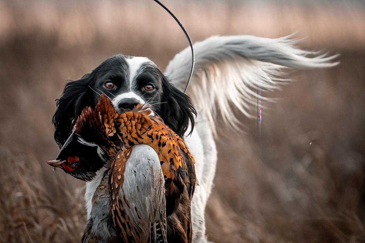 Black and white hunting dog carrying a pheasant through autumn field.