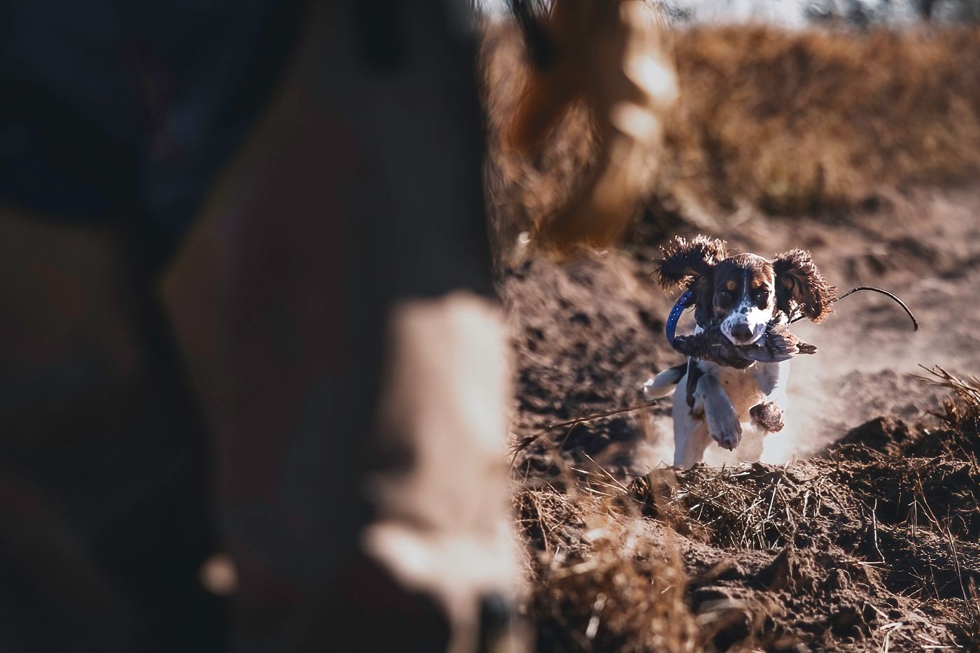 Close-up of a hunting dog's face with blurred natural background.