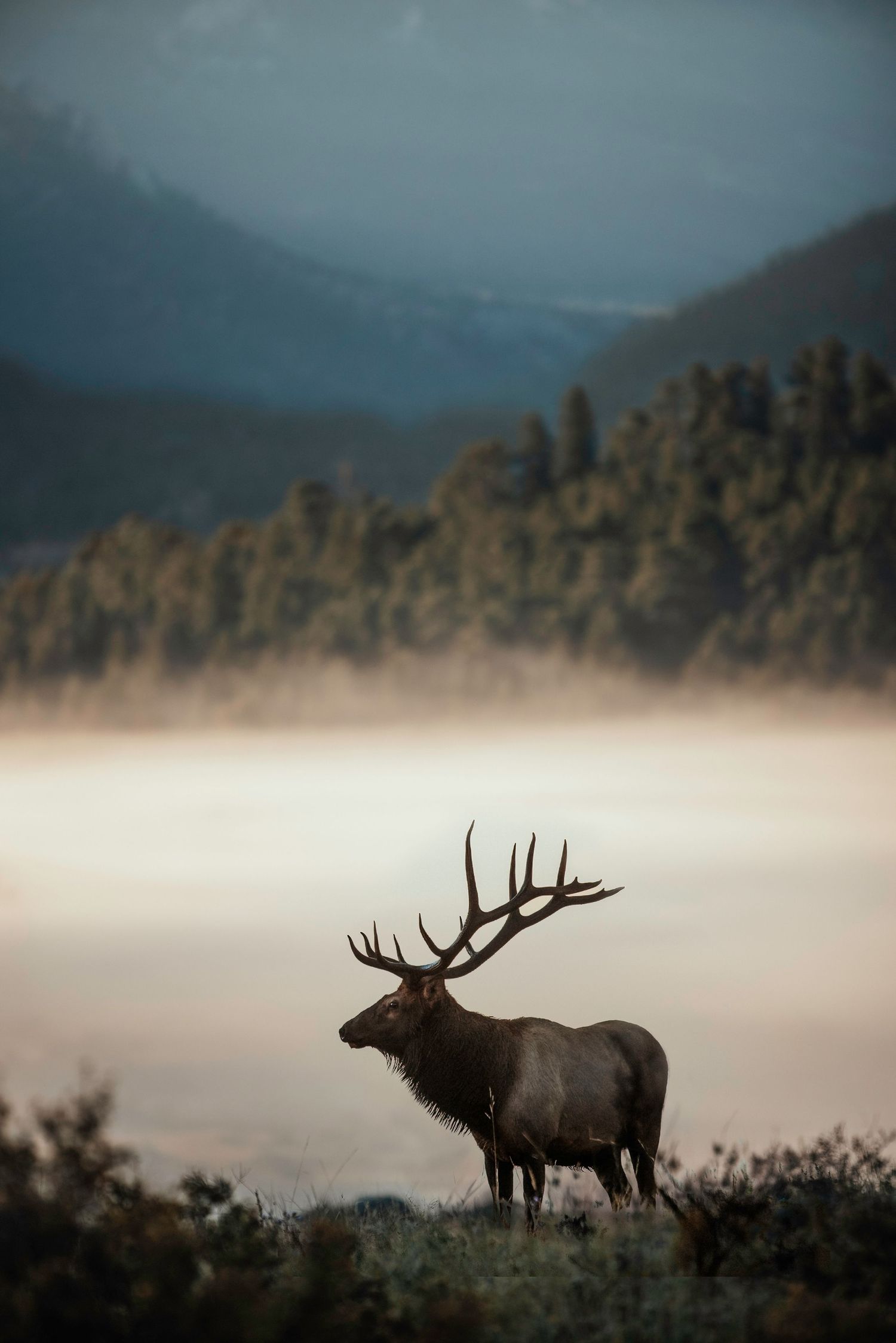 Majestic bull elk silhouetted against misty mountain landscape at dawn.