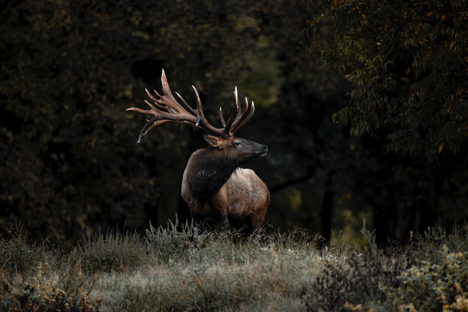 Silhouettes of wild elk grazing in a dark field at dusk.