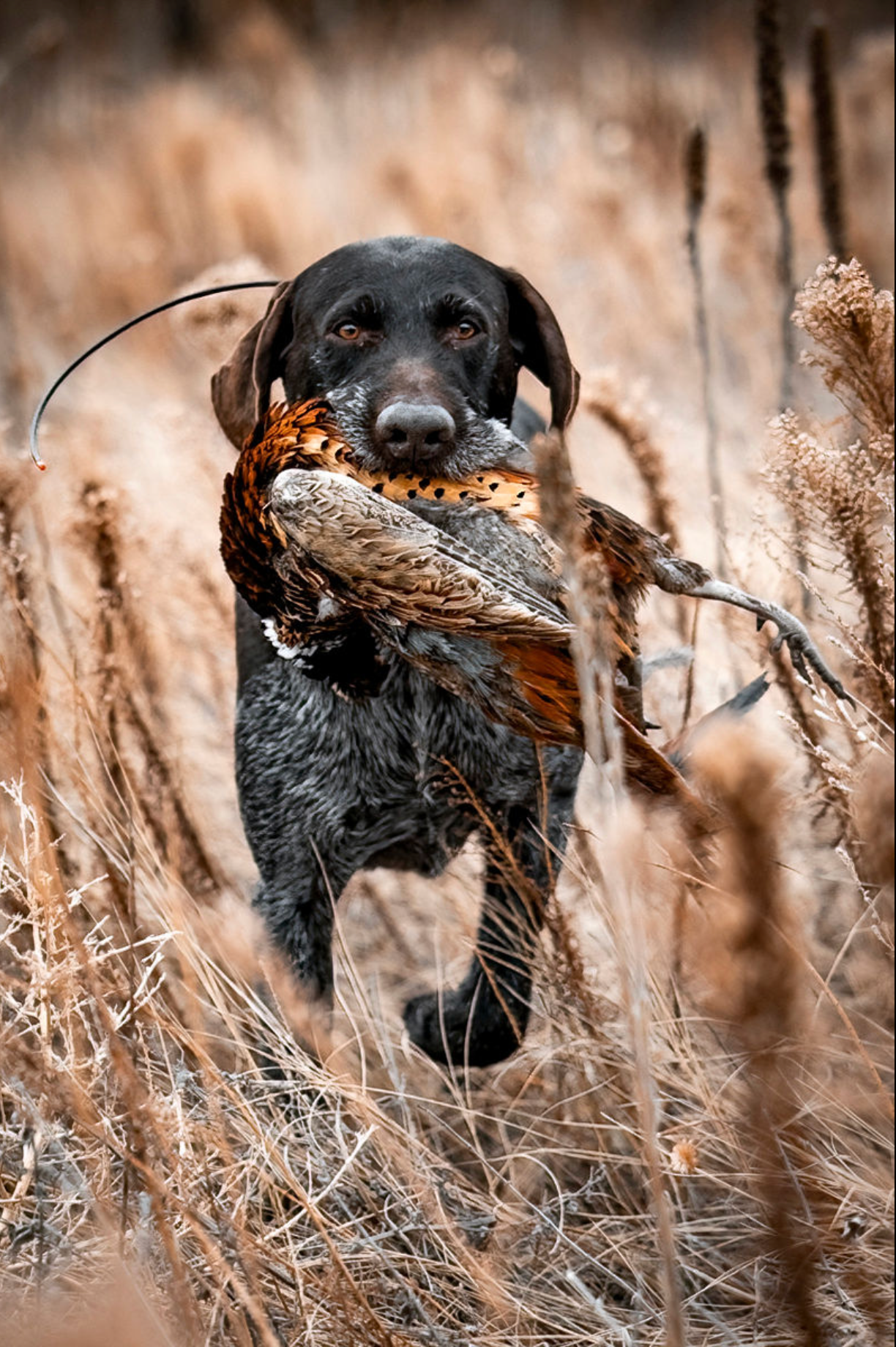 A hunting dog carries a pheasant through tall brown grass.