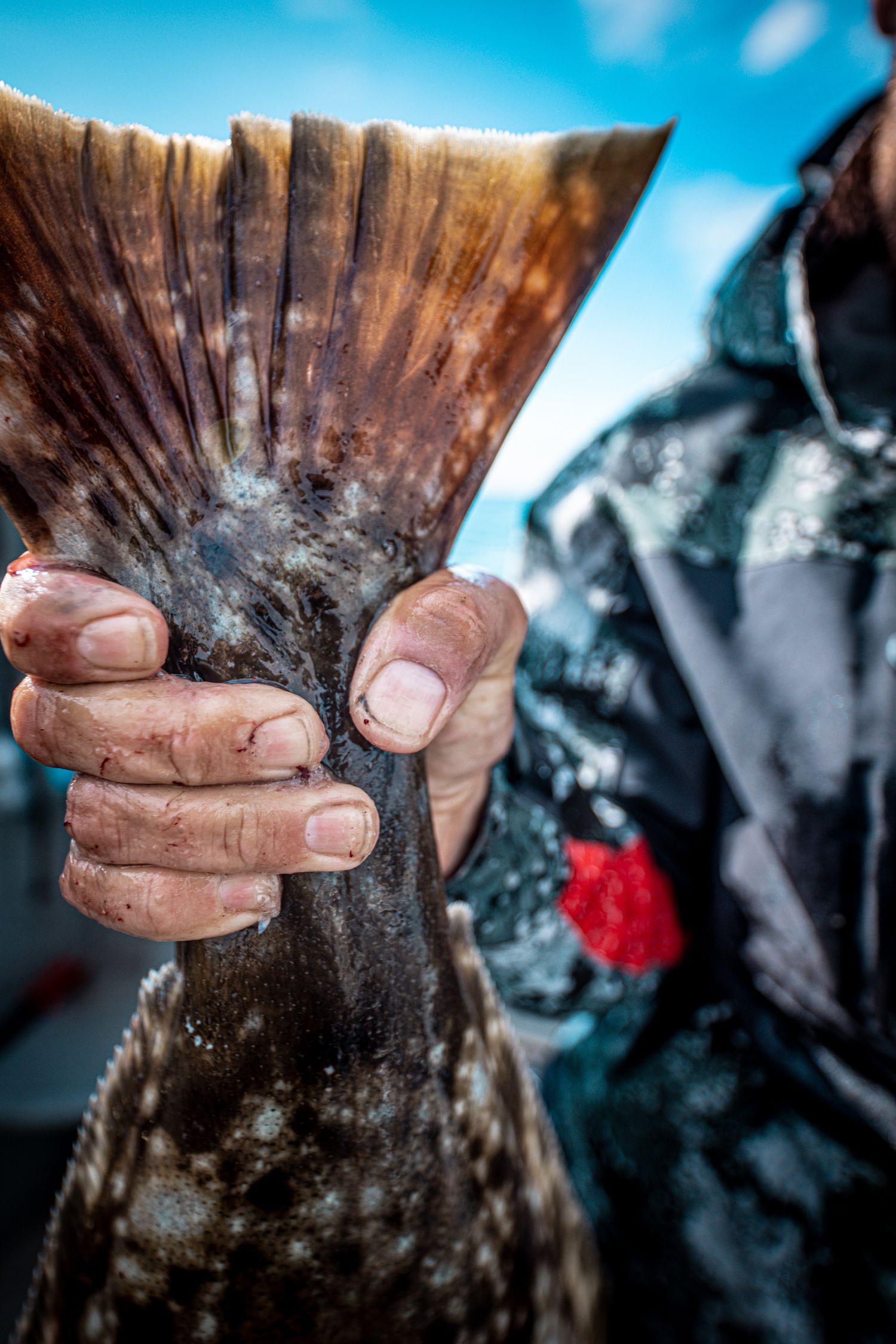 Close-up detail of hands examining a fresh fish tail against blue sky background.