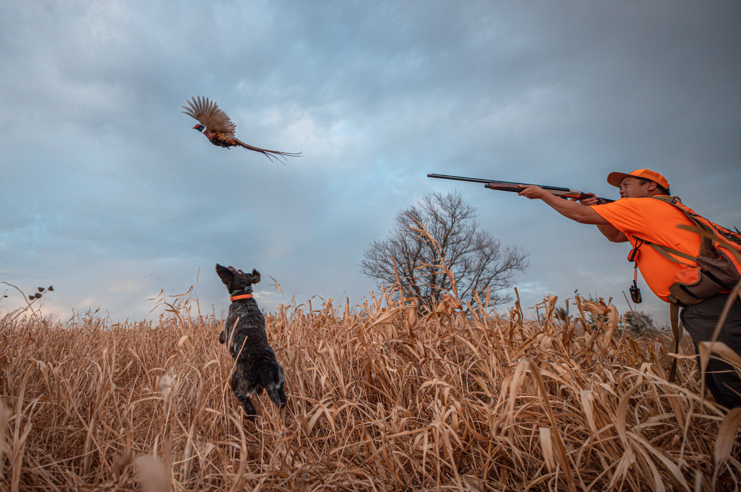 Hunter in orange safety gear taking aim at flying birds in a cornfield.