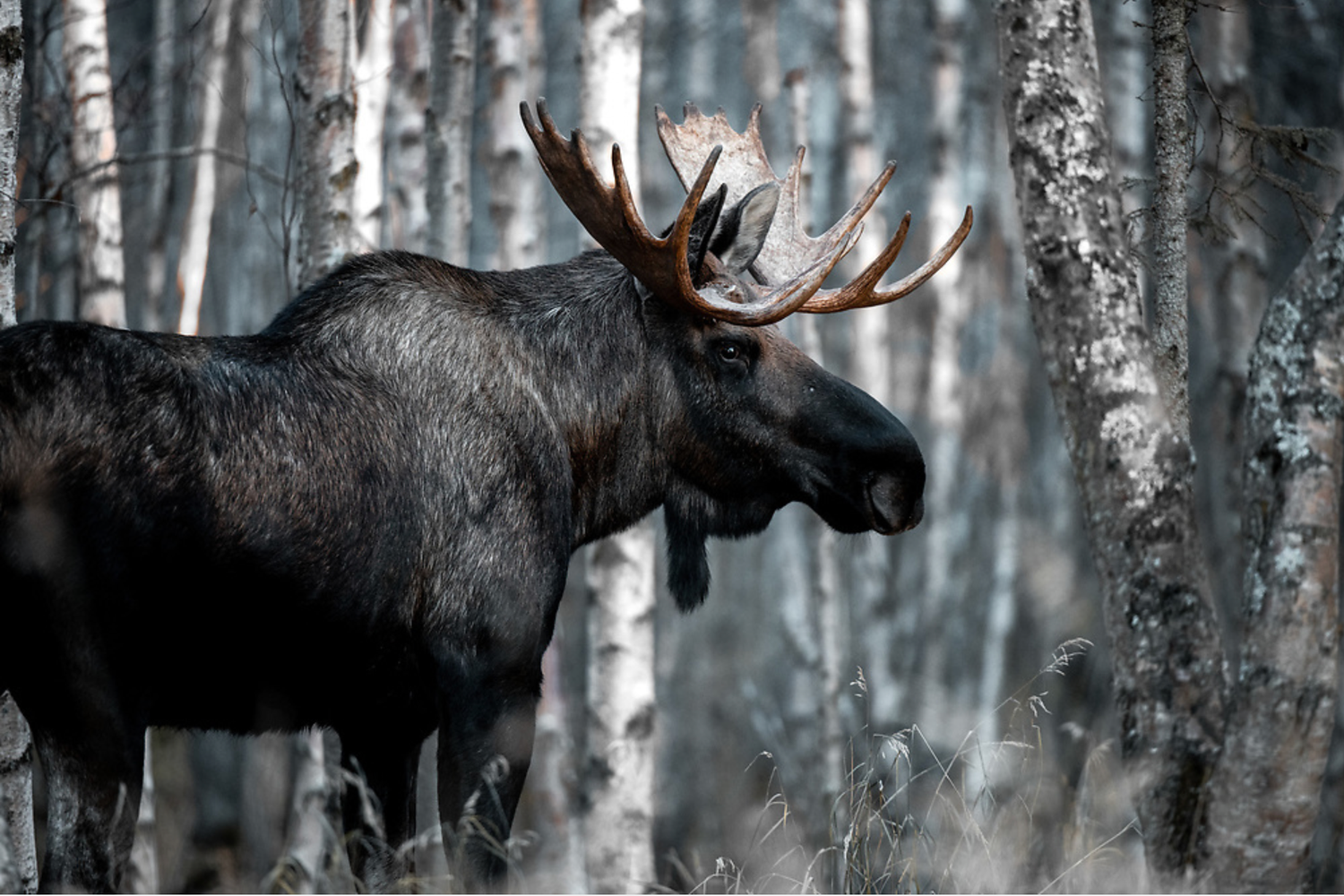 Majestic bull moose with large antlers standing among birch trees in winter.