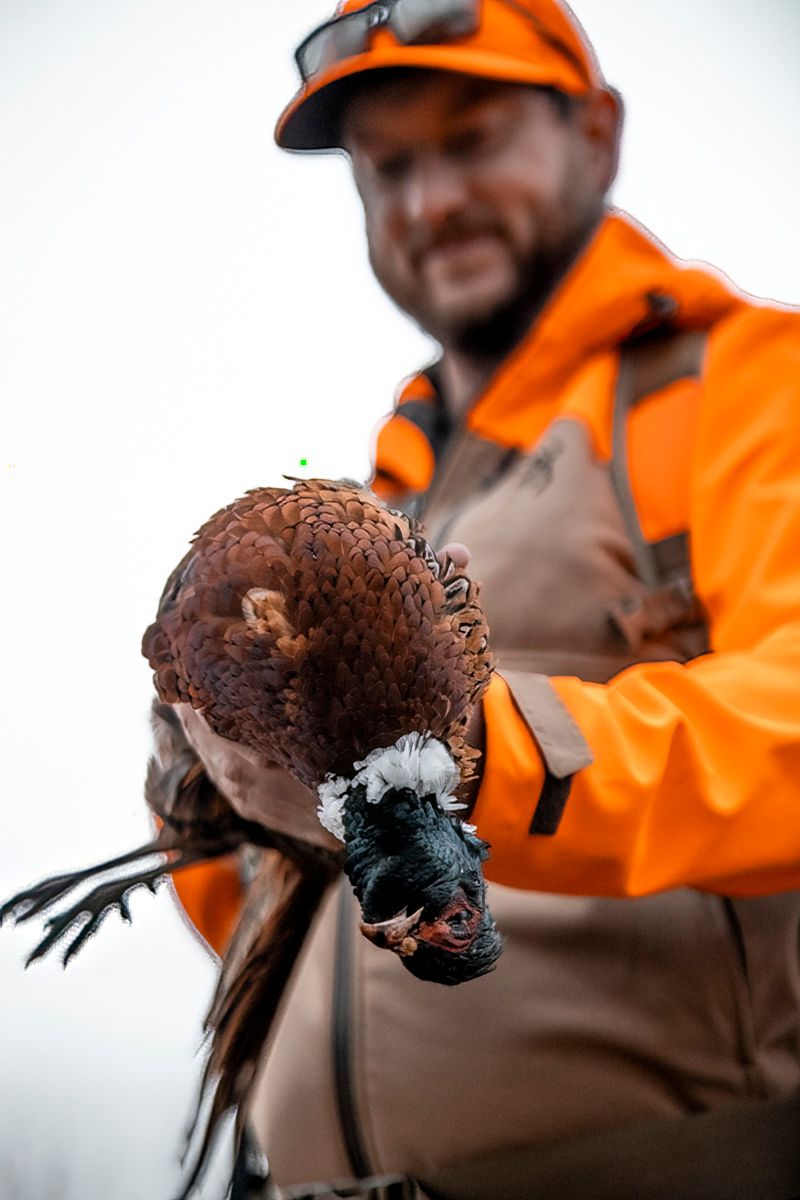 A hunting dog holds a pheasant in its mouth during a hunt in an orange vest.