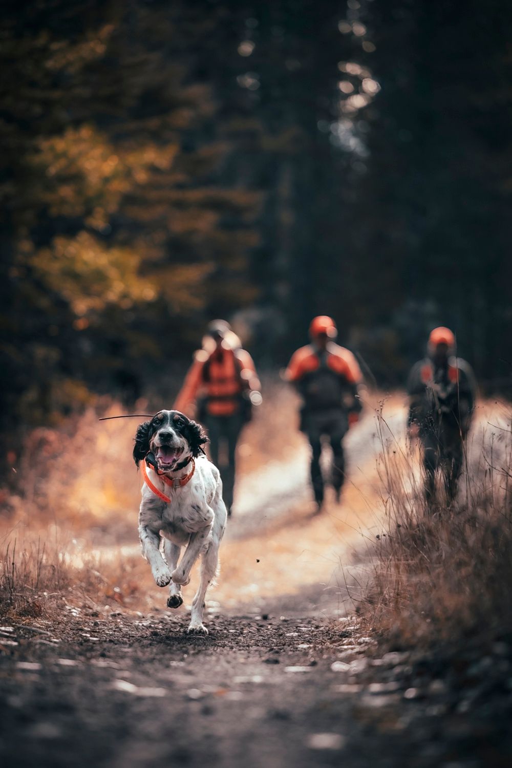 Hunting dog runs ahead on forest trail with hunters in orange vests following behind.