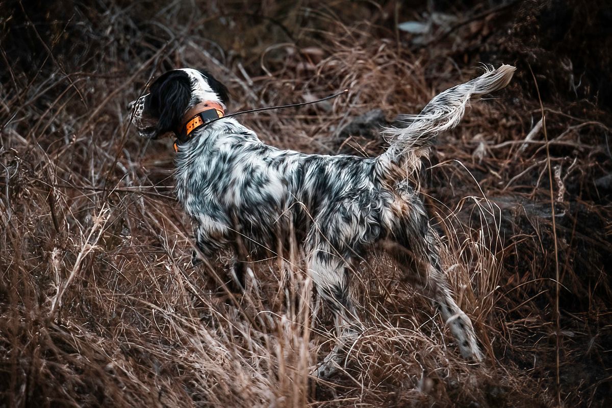 A spotted English Setter hunting dog standing alert in tall brown grass.