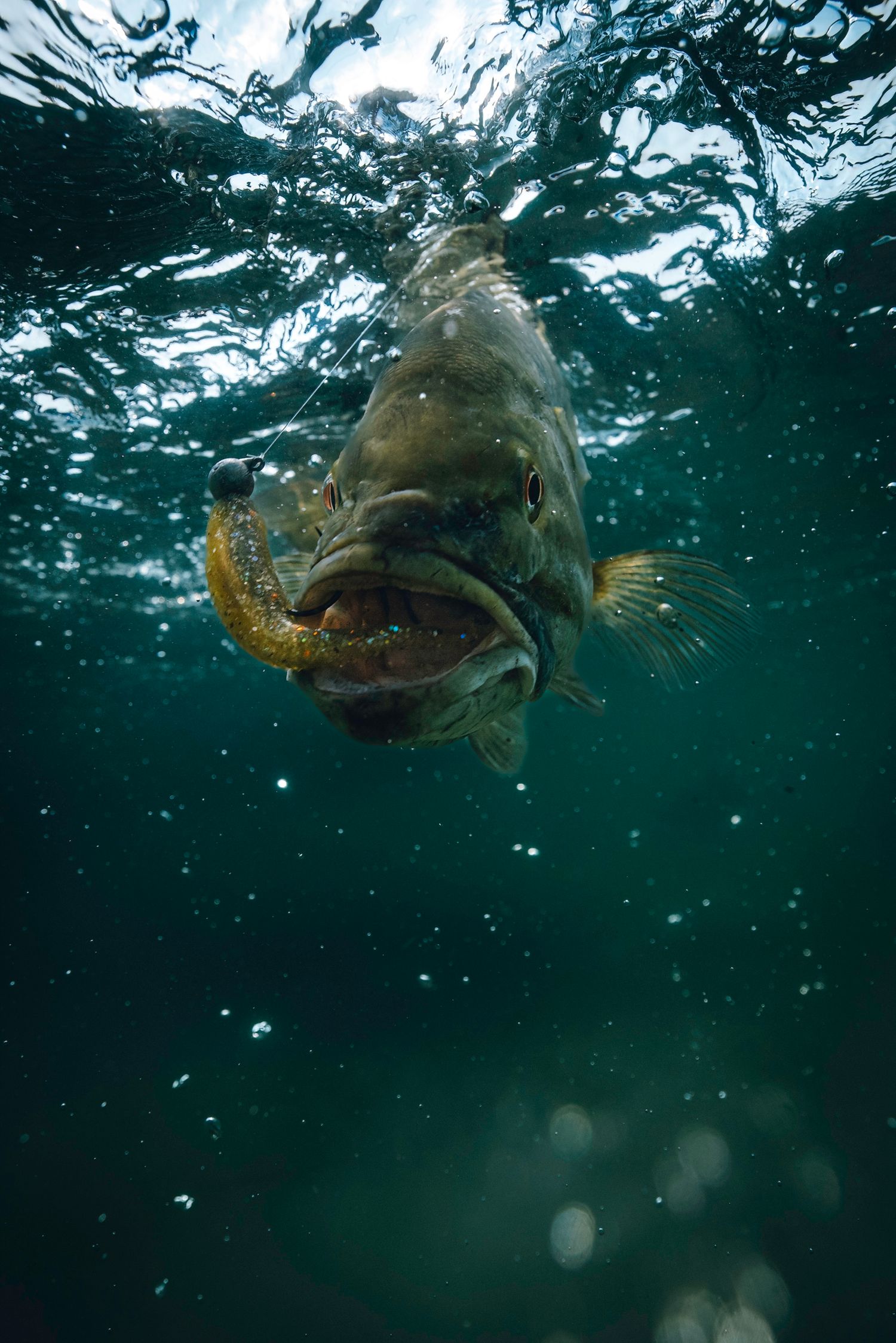 Underwater view of a large bass fish swimming near the surface with bubbles visible in dark green water.