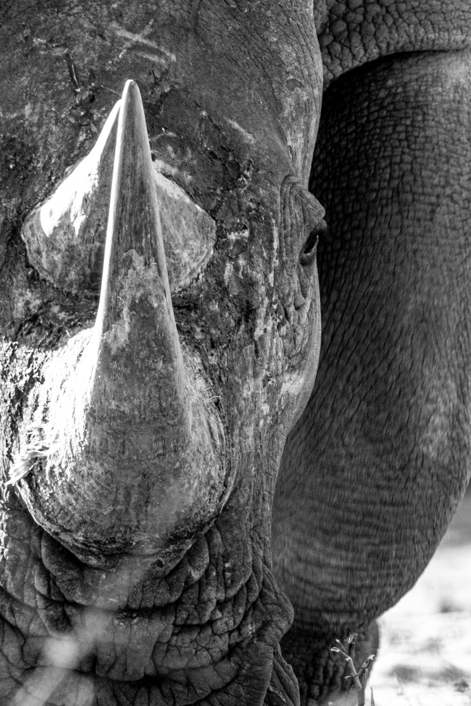Close-up black and white texture detail of a rhino's wrinkled skin.
