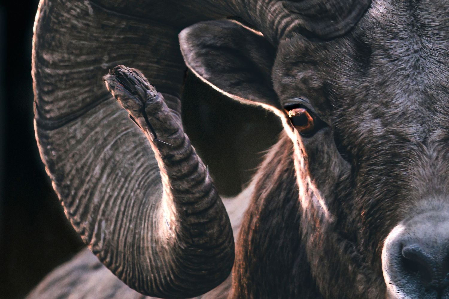 Close-up detail of bighorn sheep showing textured skin in dramatic lighting.