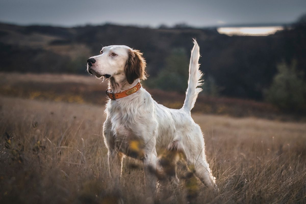 English pointer dog standing alert in autumn field.