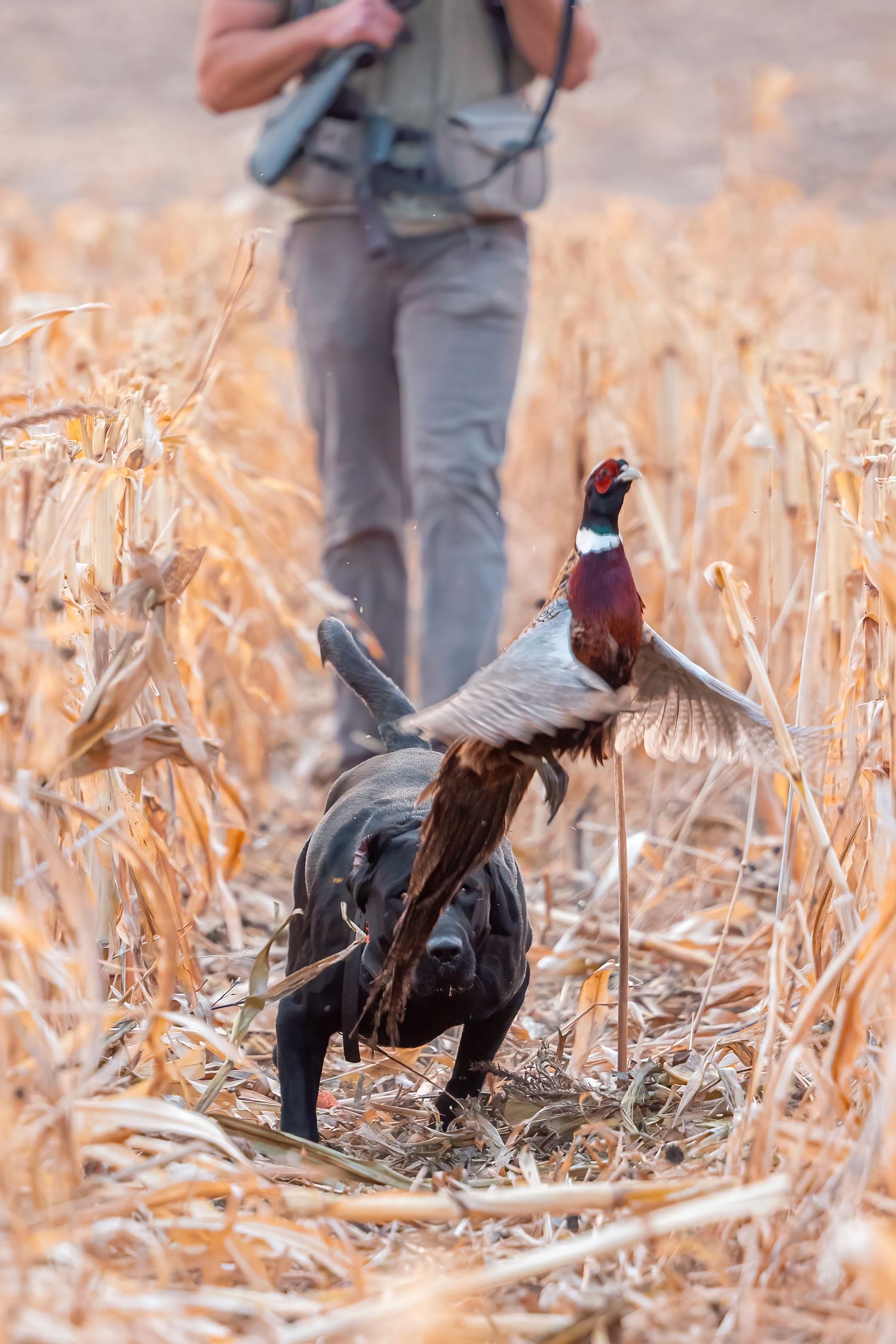 Pheasants walking through dried corn stalks in a harvested field.