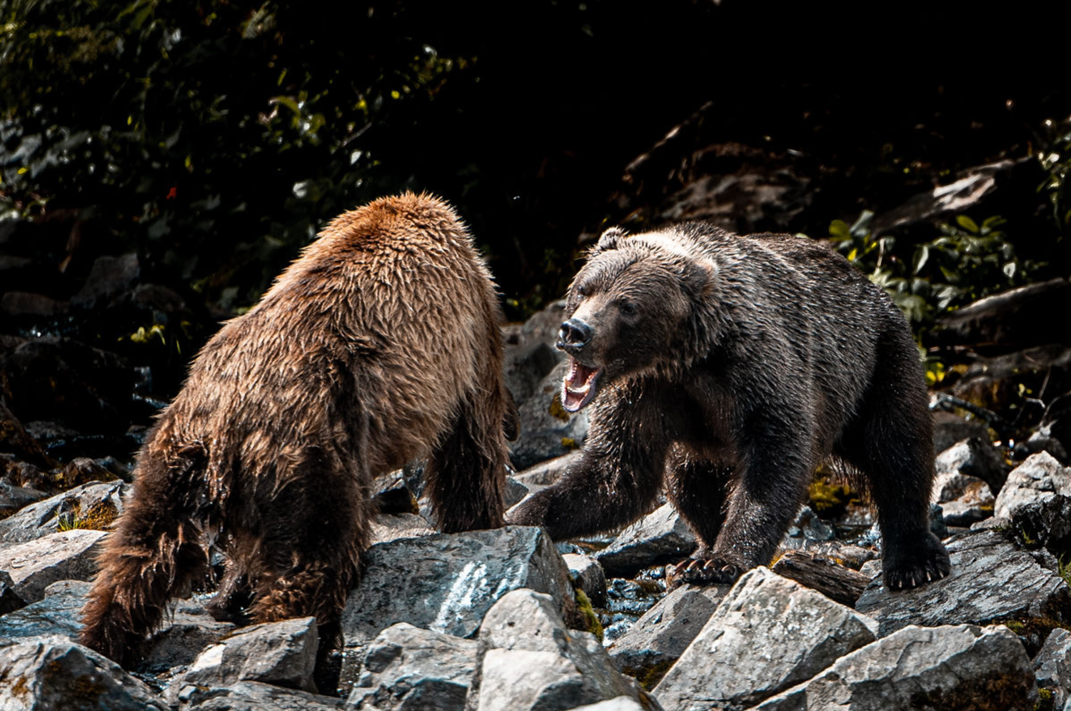 Two grizzly bears, interact on rocky terrain in a natural wilderness setting.