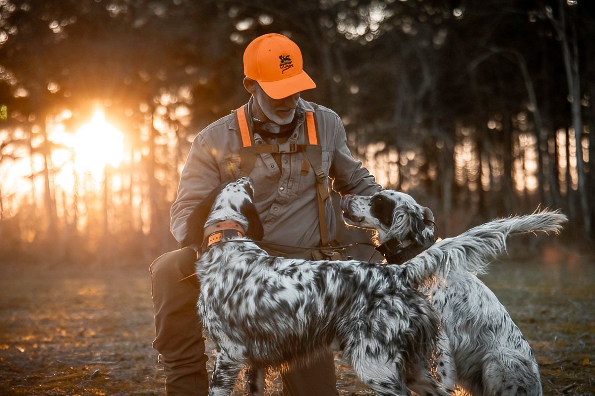 English Setter hunting dog in forest setting during golden hour sunset.