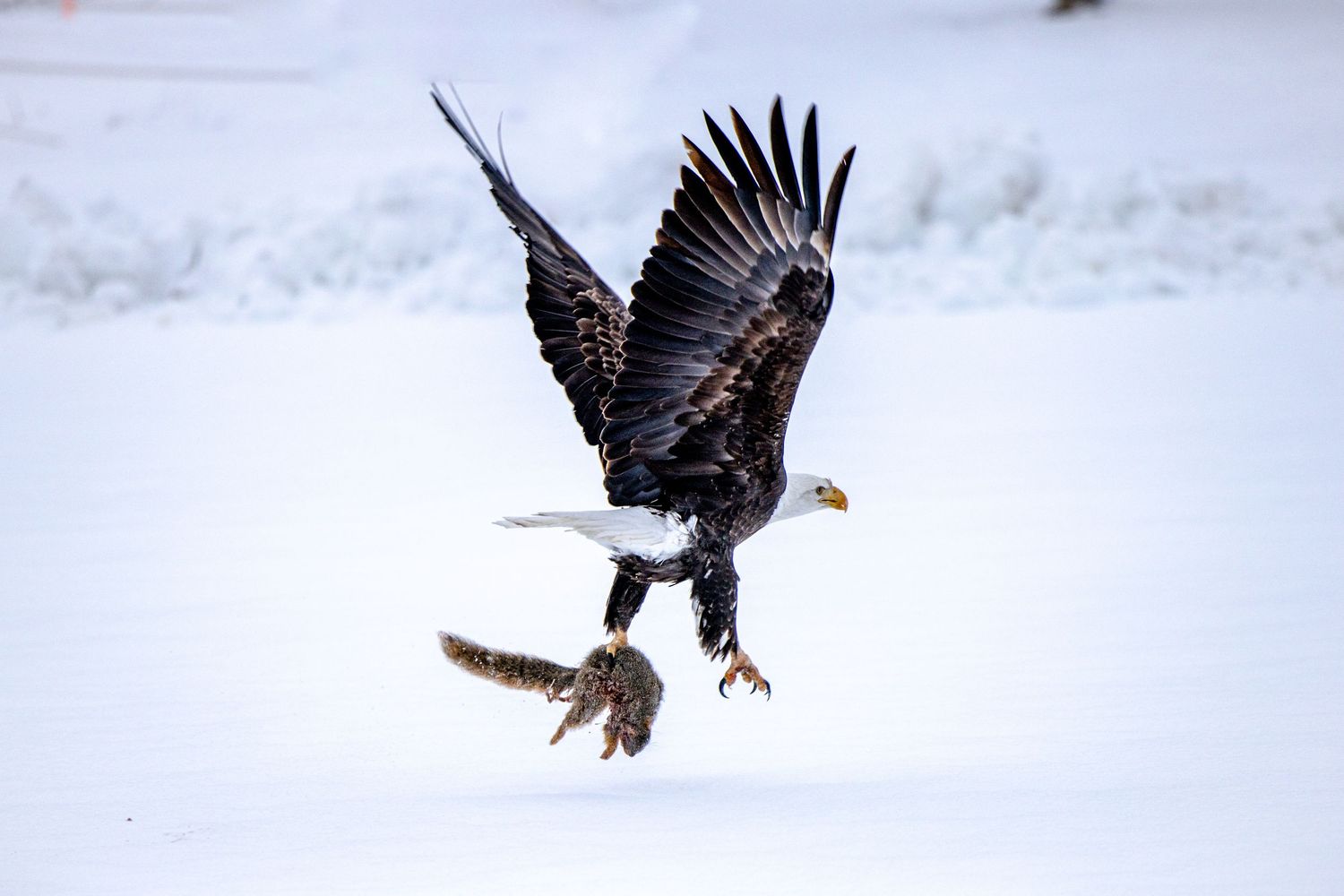 A majestic bald eagle soars through the air with wings spread wide against a snowy background.