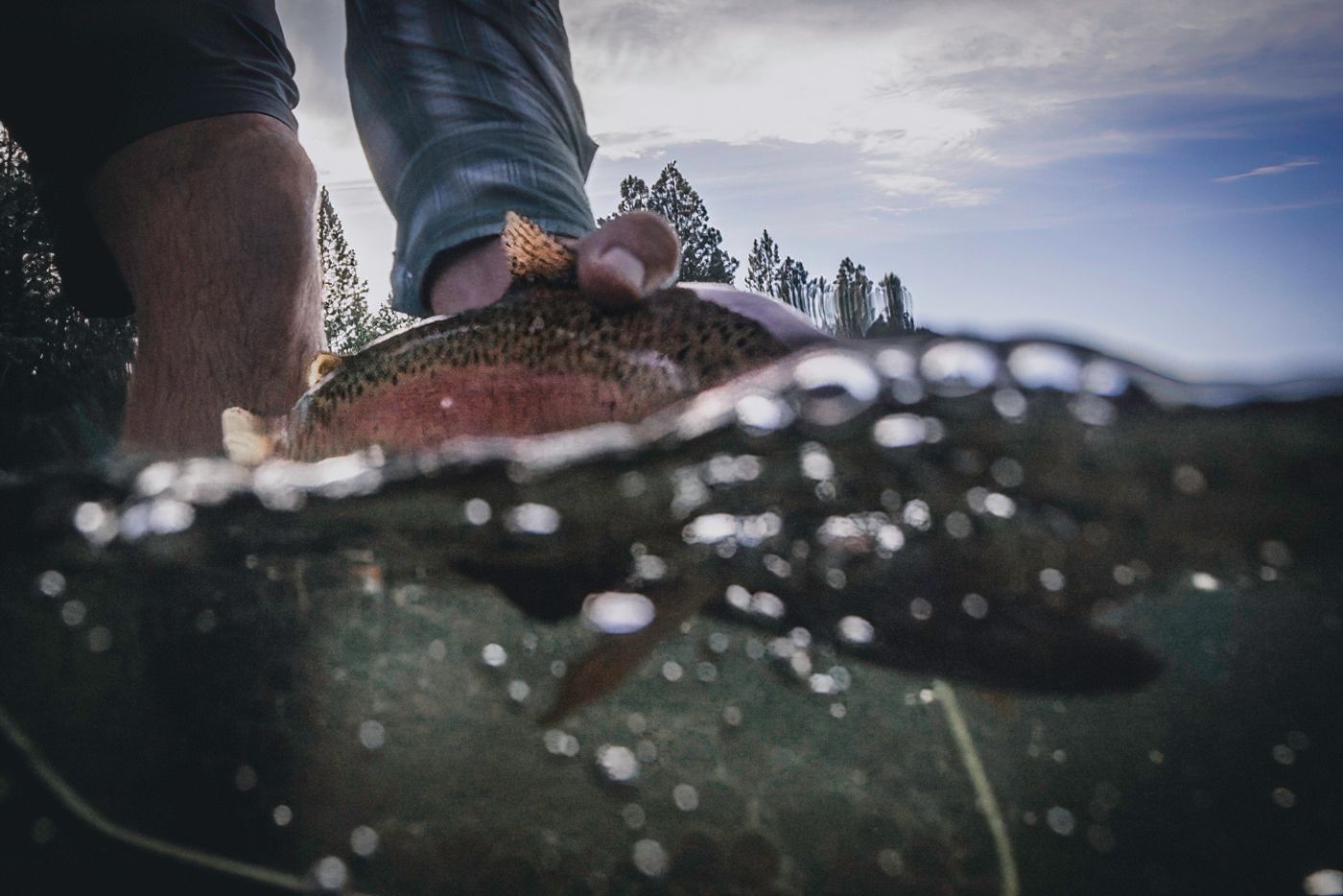 Over-under water shot showing fly fishing action.