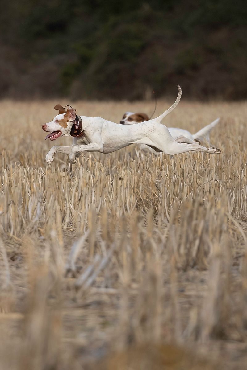 White and brown hunting dog leaping through a harvested wheat field.