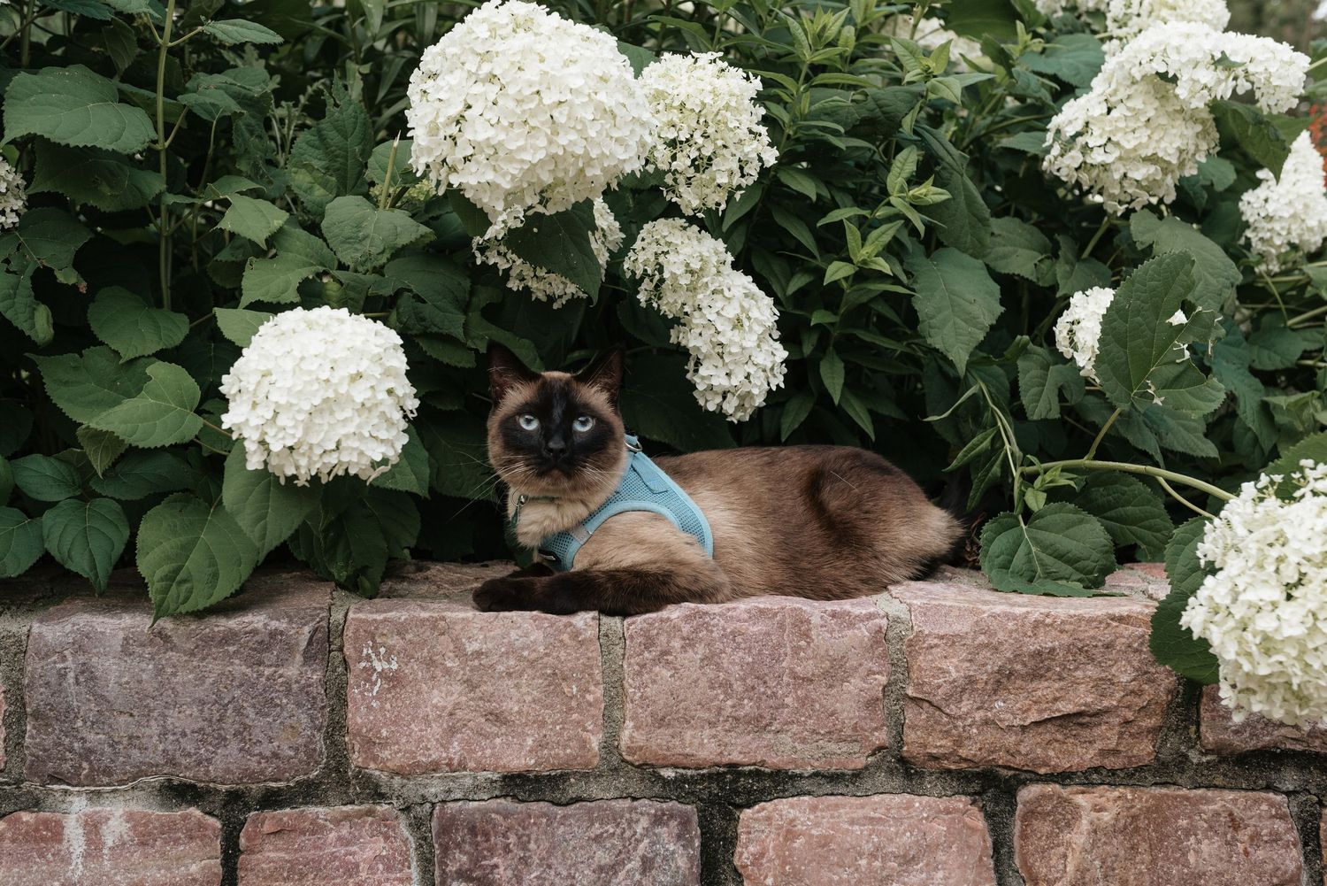 Siamese cat wearing a blue harness resting on a brick wall surrounded by white hydrangea flowers in a garden.